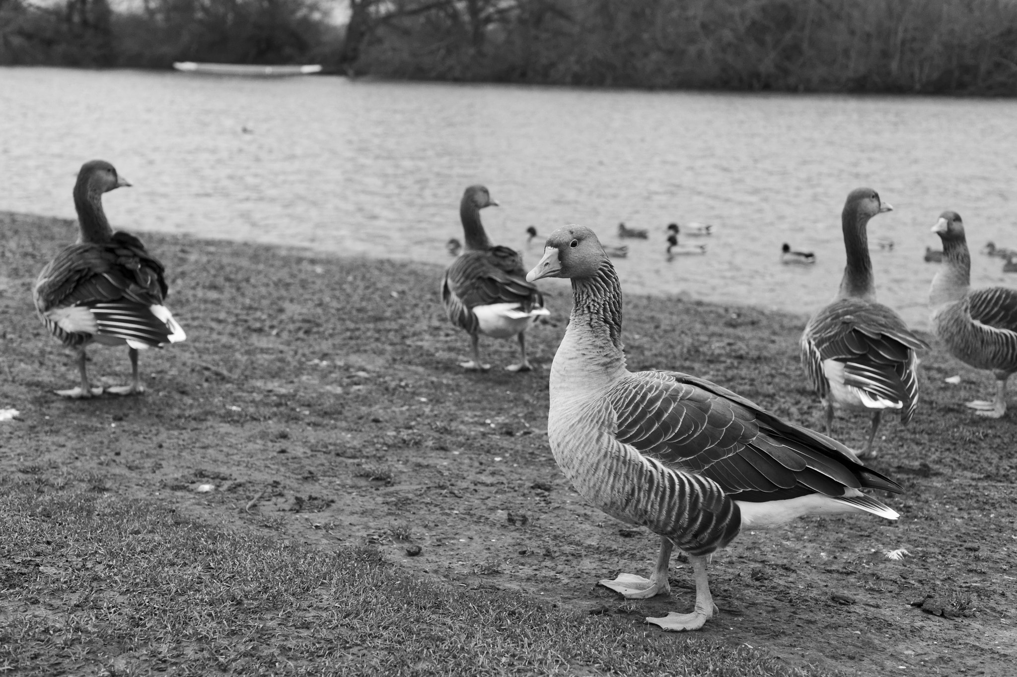 Sony Alpha DSLR-A900 + Minolta AF 50mm F1.7 sample photo. Greylag geese photography