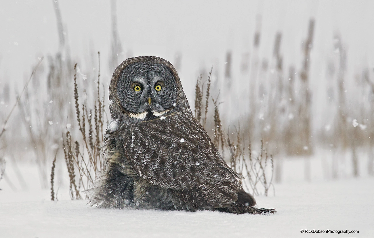 Canon EOS-1D Mark IV sample photo. Great grey owl snow day photography
