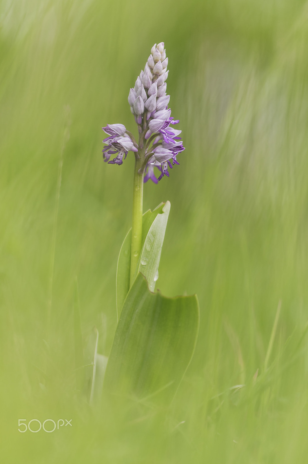 Sigma 150mm F2.8 EX DG Macro HSM sample photo. Orchid (orchidee) photography