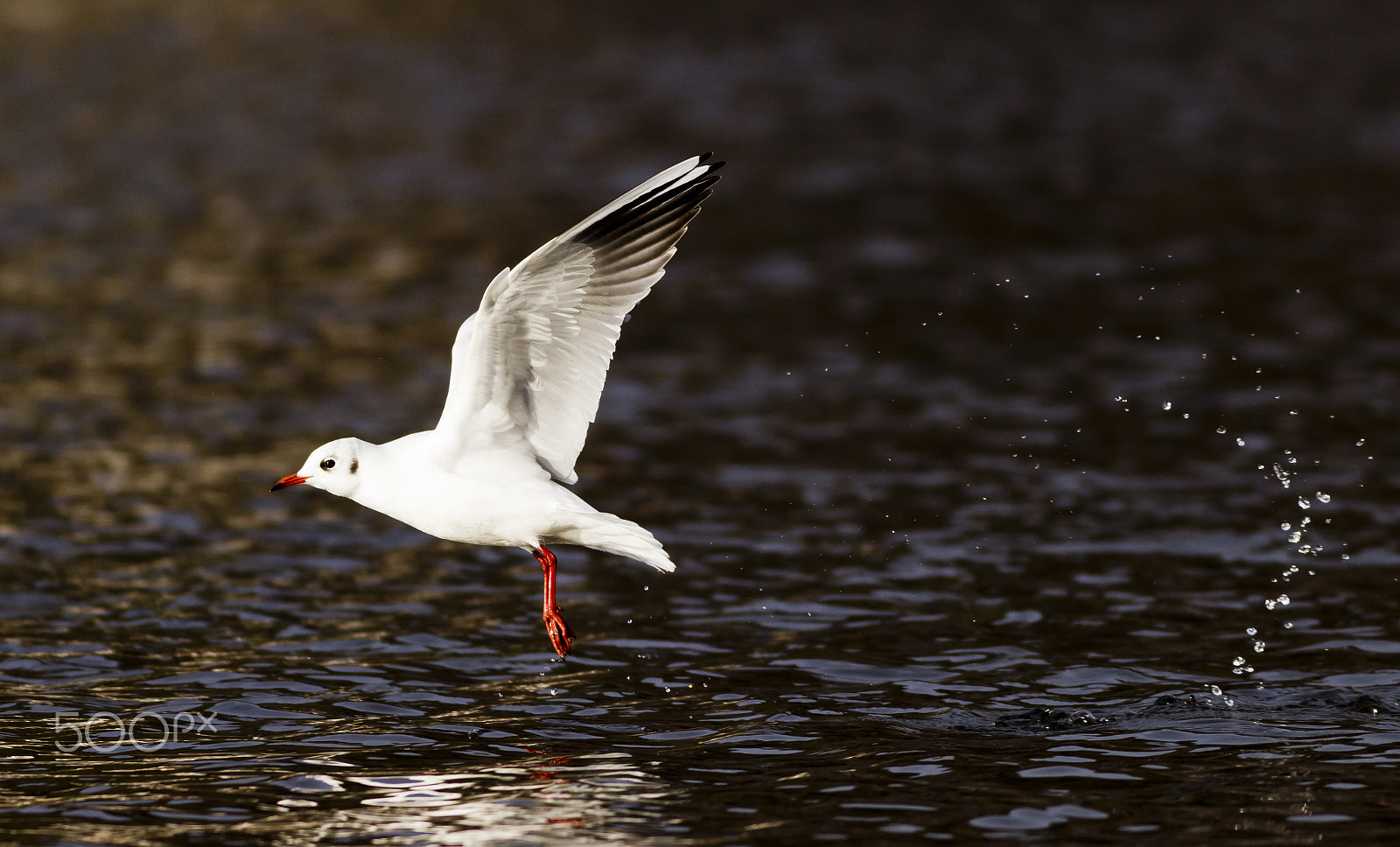 Canon EOS 600D (Rebel EOS T3i / EOS Kiss X5) + Canon EF 400mm F5.6L USM sample photo. Racek letovka photography