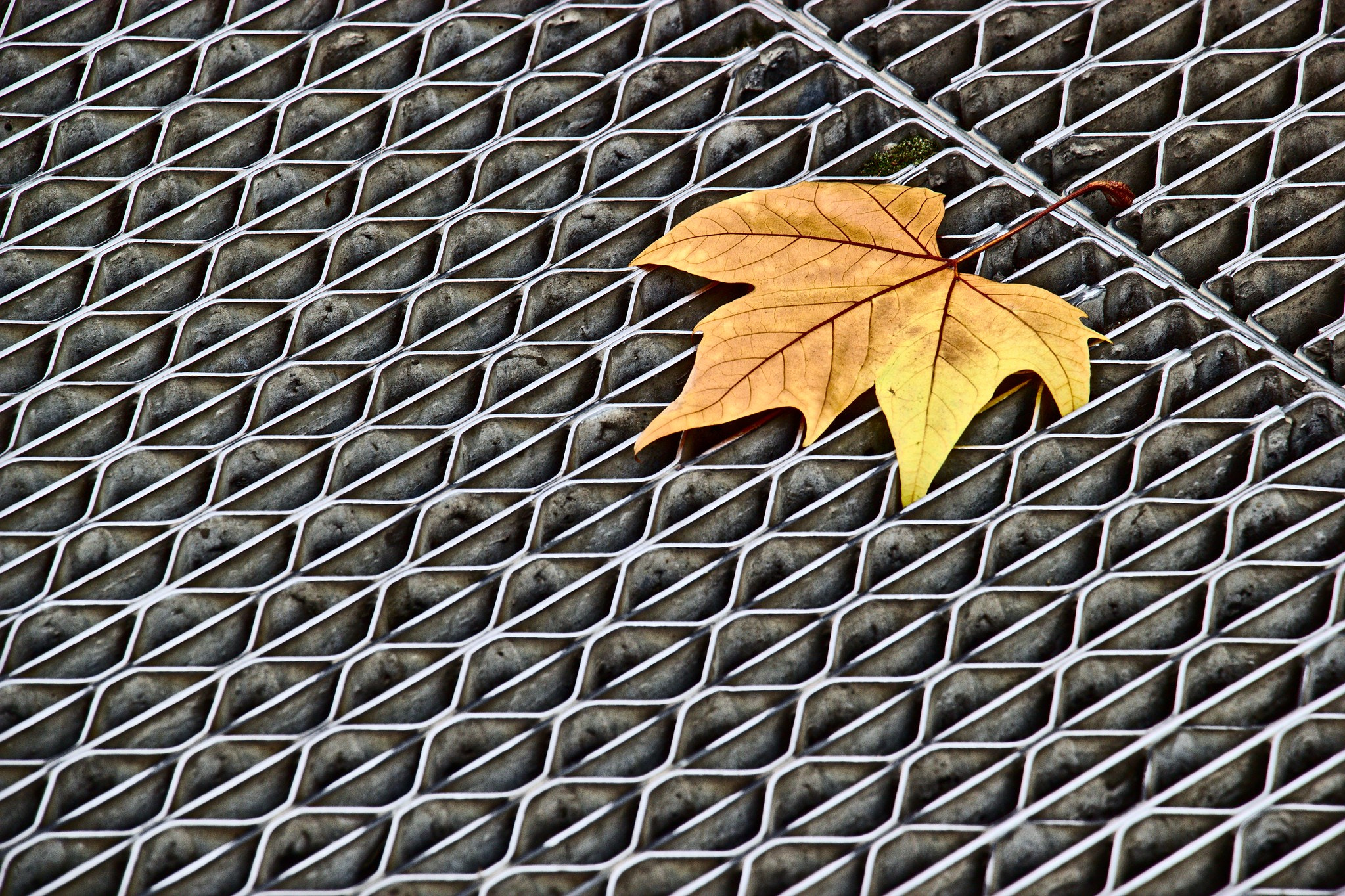 Canon EF-S 18-135mm F3.5-5.6 IS STM sample photo. Leaf photography