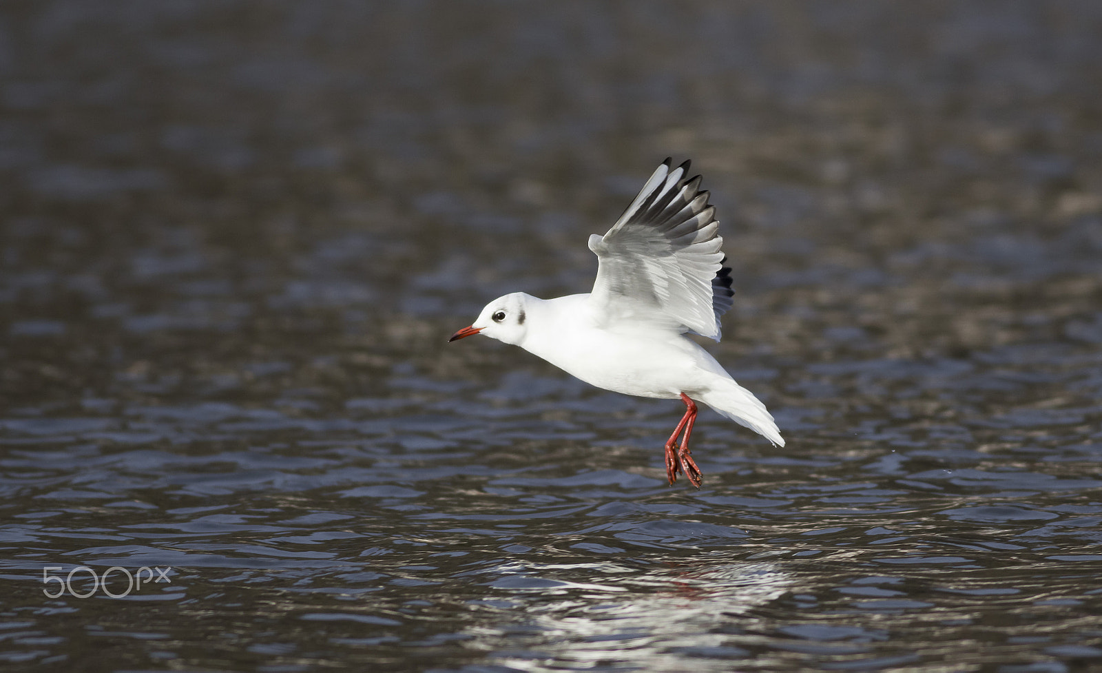 Canon EOS 600D (Rebel EOS T3i / EOS Kiss X5) + Canon EF 400mm F5.6L USM sample photo. Racek photography