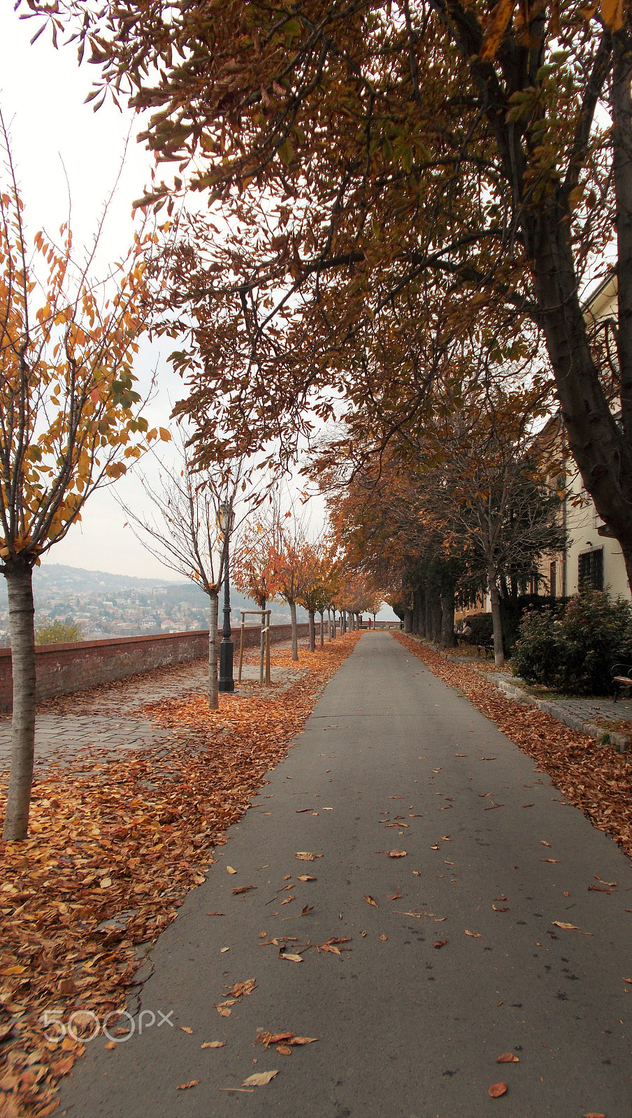 Nikon Coolpix L26 sample photo. Viale d'inverno photography