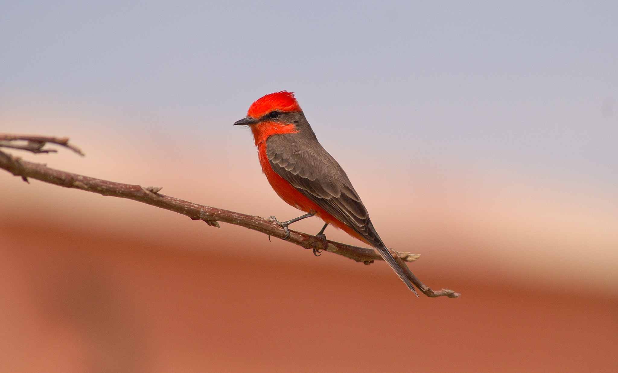 Nikon AF-Nikkor 80-200mm F2.8D ED sample photo. Vermilion flycatcher photography