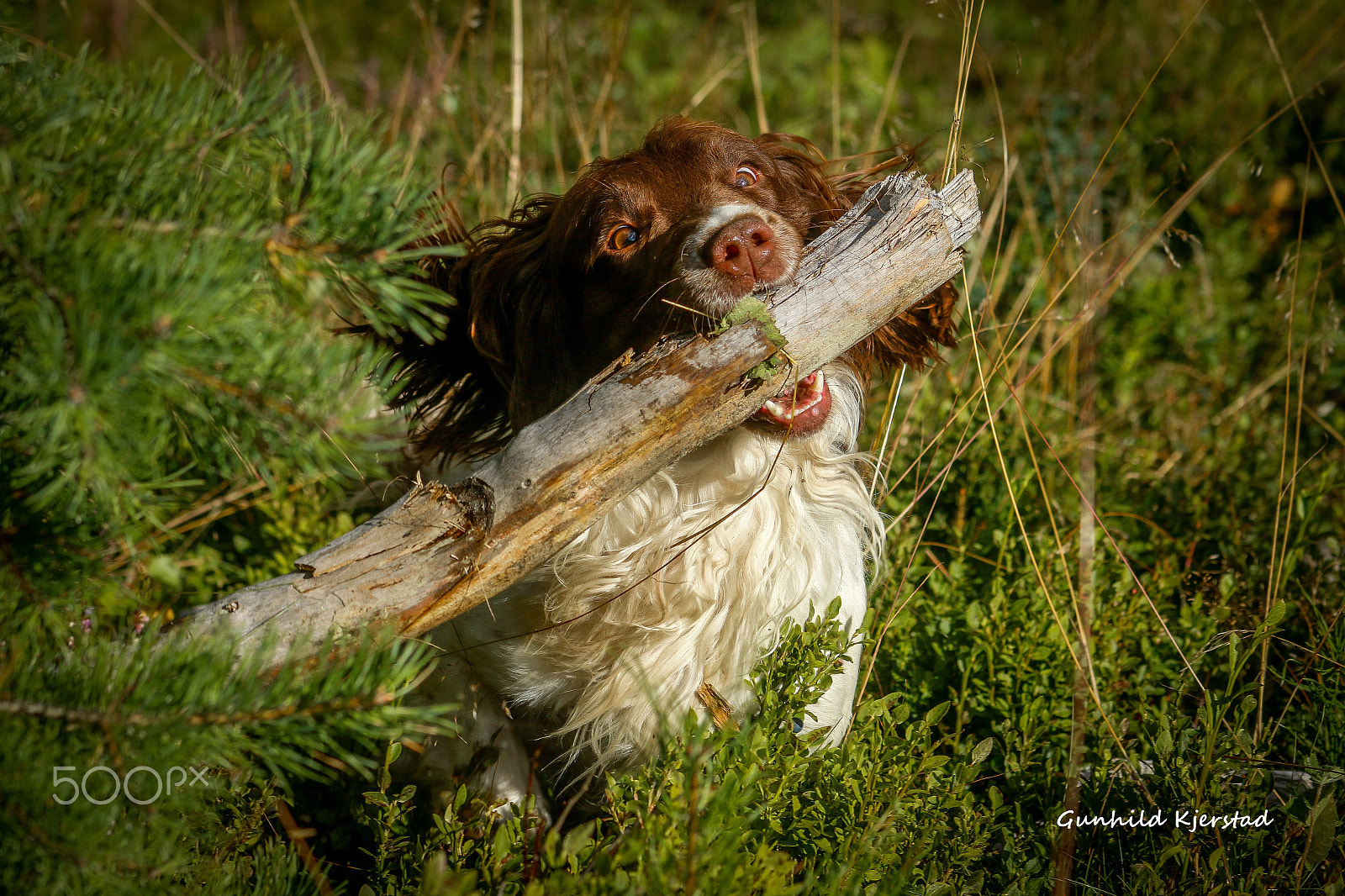 Canon EOS 70D + Canon EF 100-300mm F4.5-5.6 USM sample photo. Sammy with stick photography