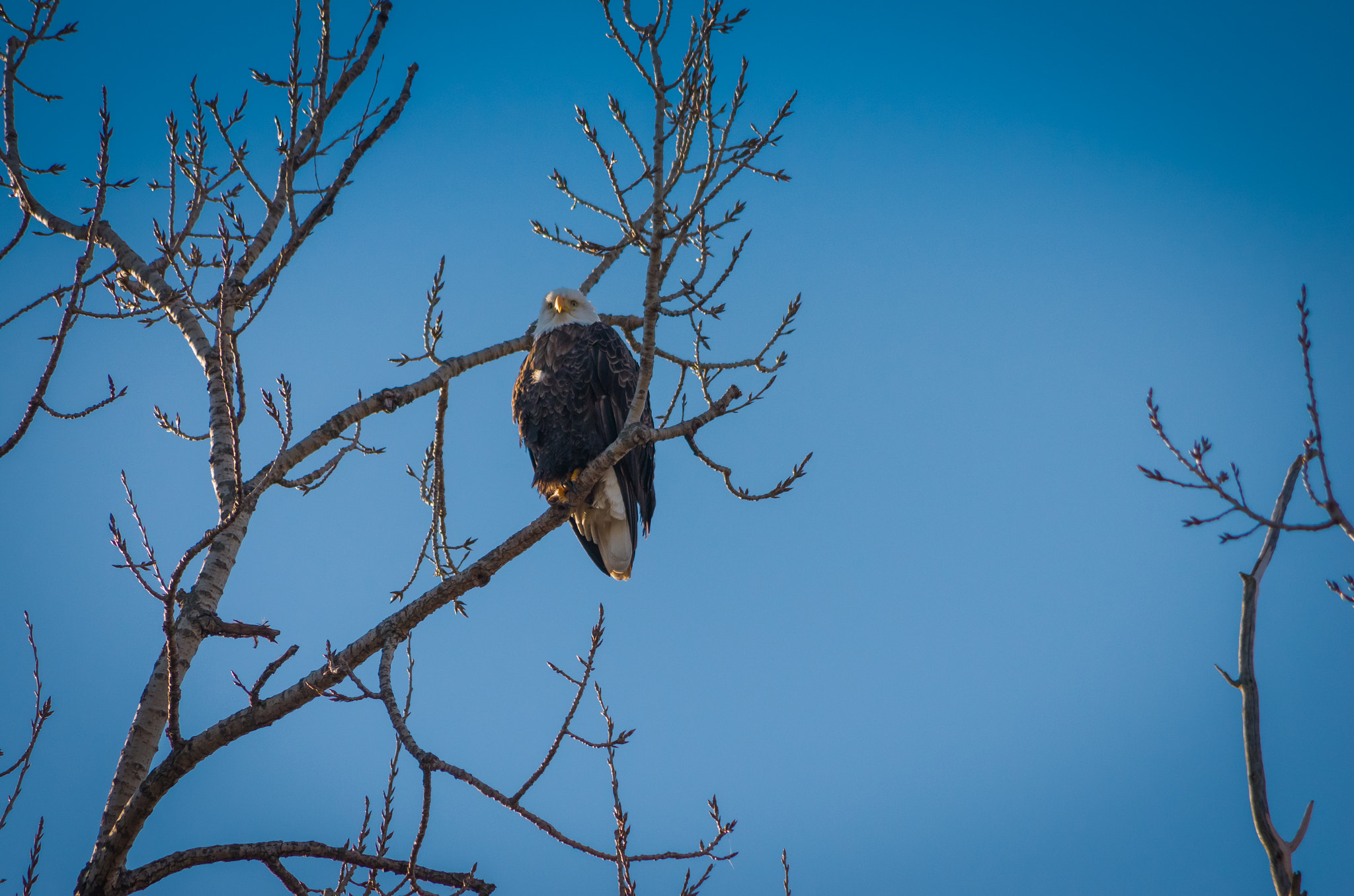 Pentax smc DA 55-300mm F4.0-5.8 ED sample photo. A bald eagle sitting in tree - 1 photography