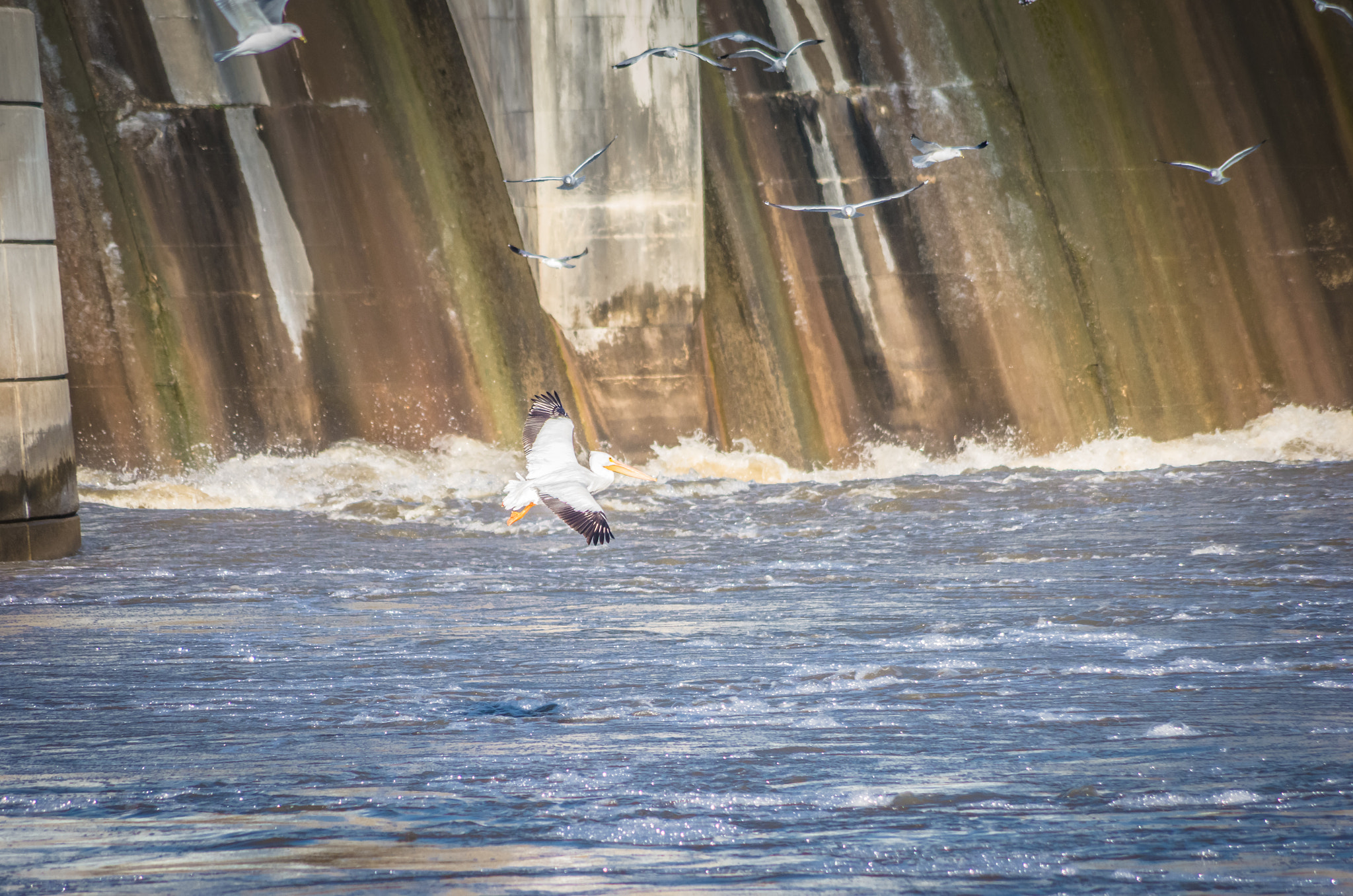 Pentax K-5 IIs + Pentax smc DA 55-300mm F4.0-5.8 ED sample photo. Pelican in flight #1 photography