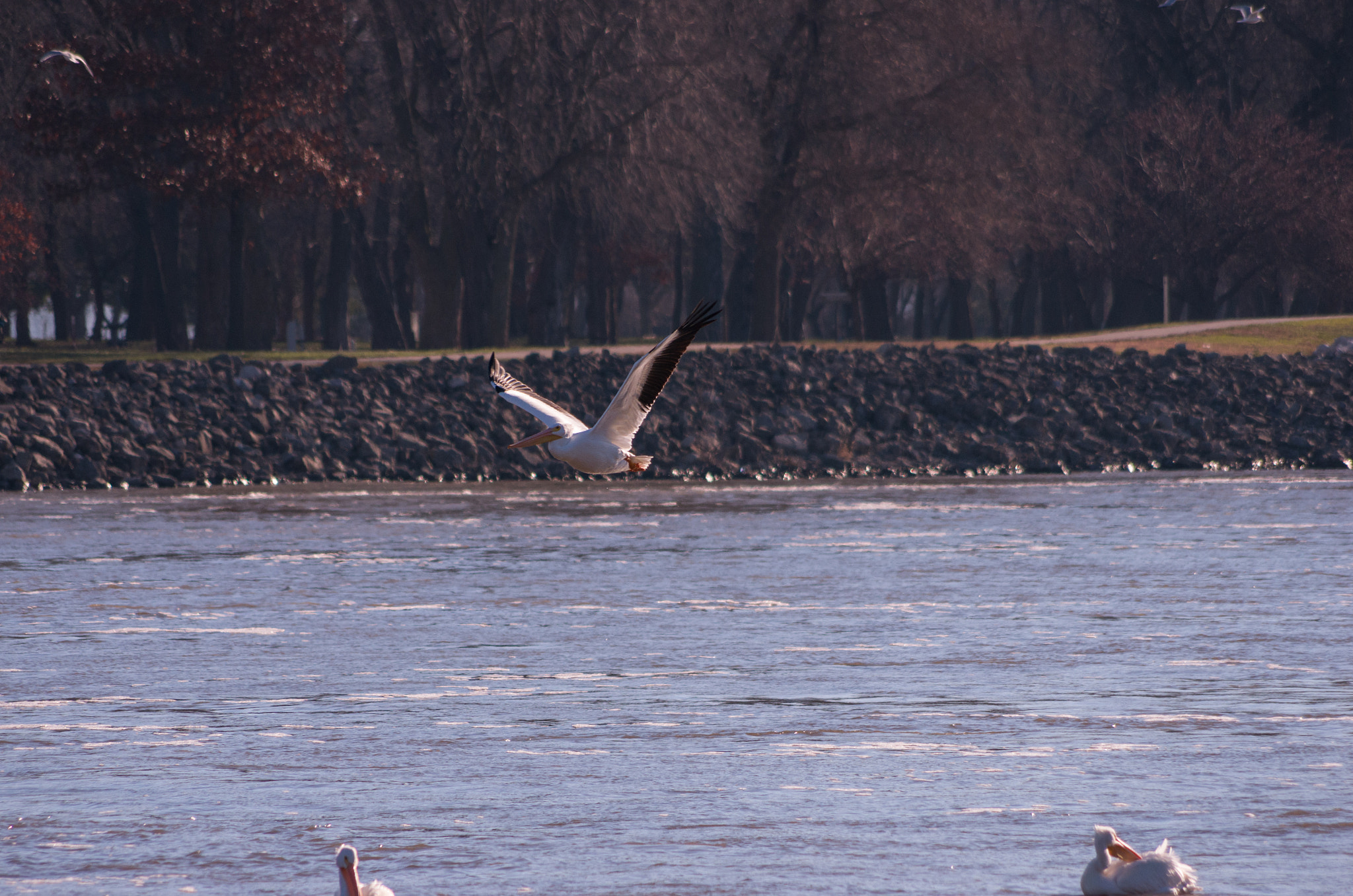 Pentax smc DA 55-300mm F4.0-5.8 ED sample photo. Pelican in flight #2 photography