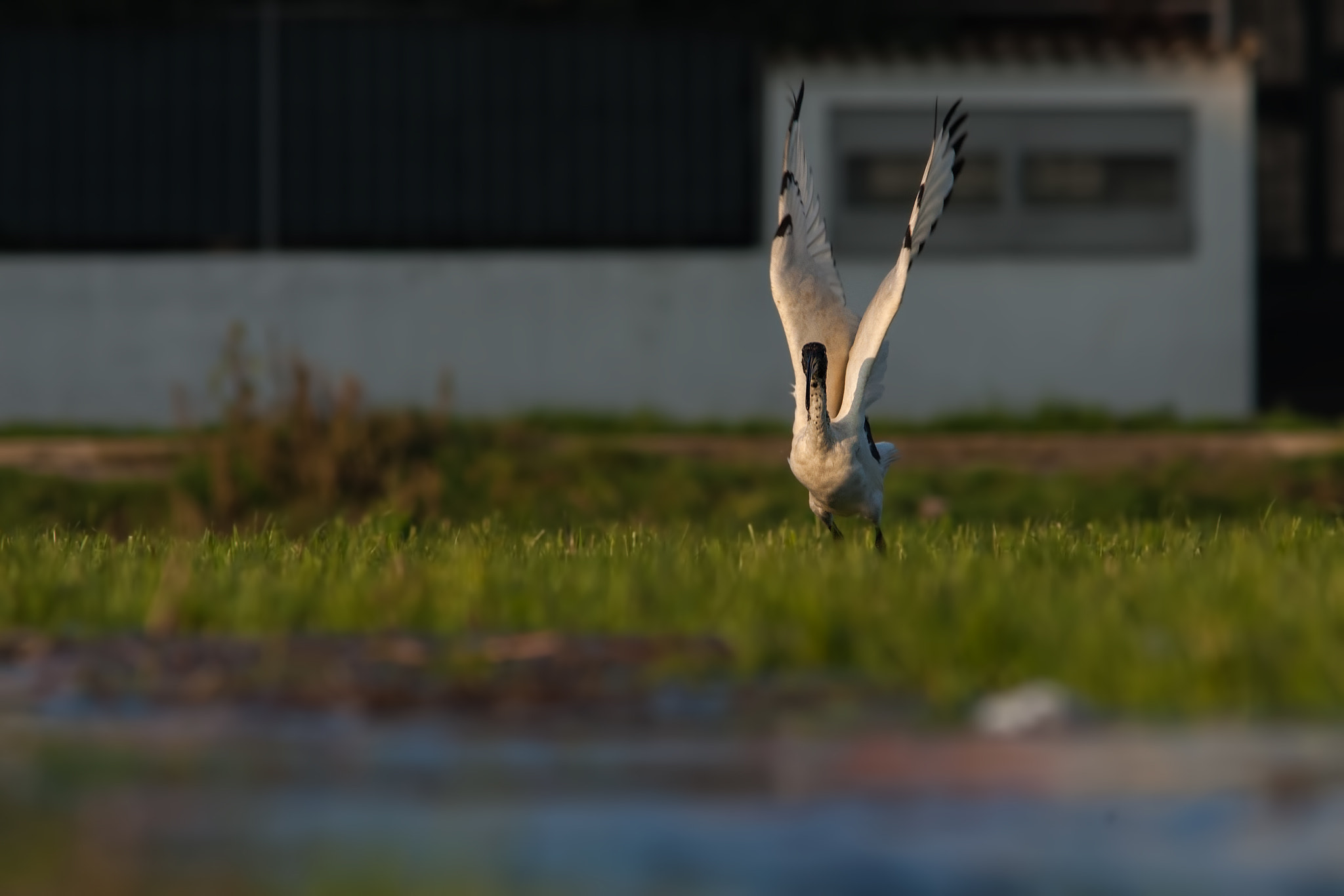 Canon EF 300mm F4L IS USM sample photo. Ibis sacro photography