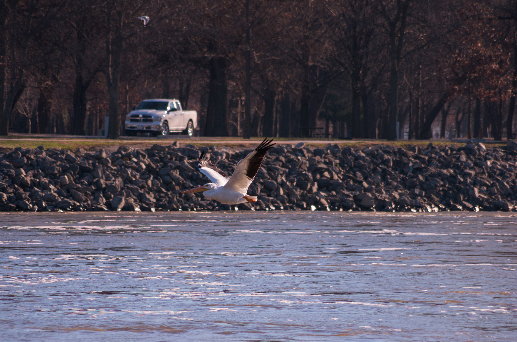 Pentax smc DA 55-300mm F4.0-5.8 ED sample photo. Pelican in flight #3 photography