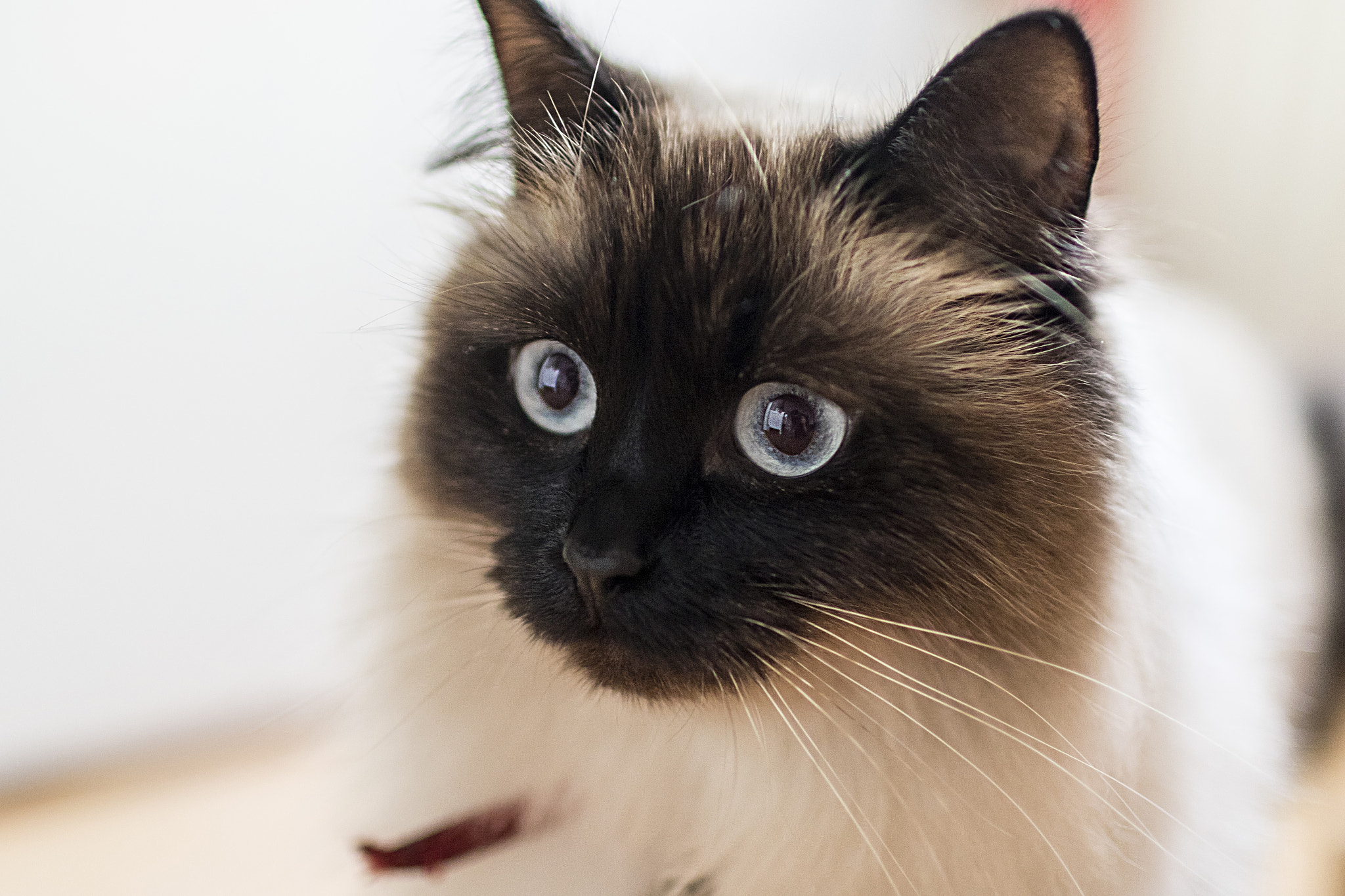 Canon EF 35mm F1.4L USM sample photo. Cat photography