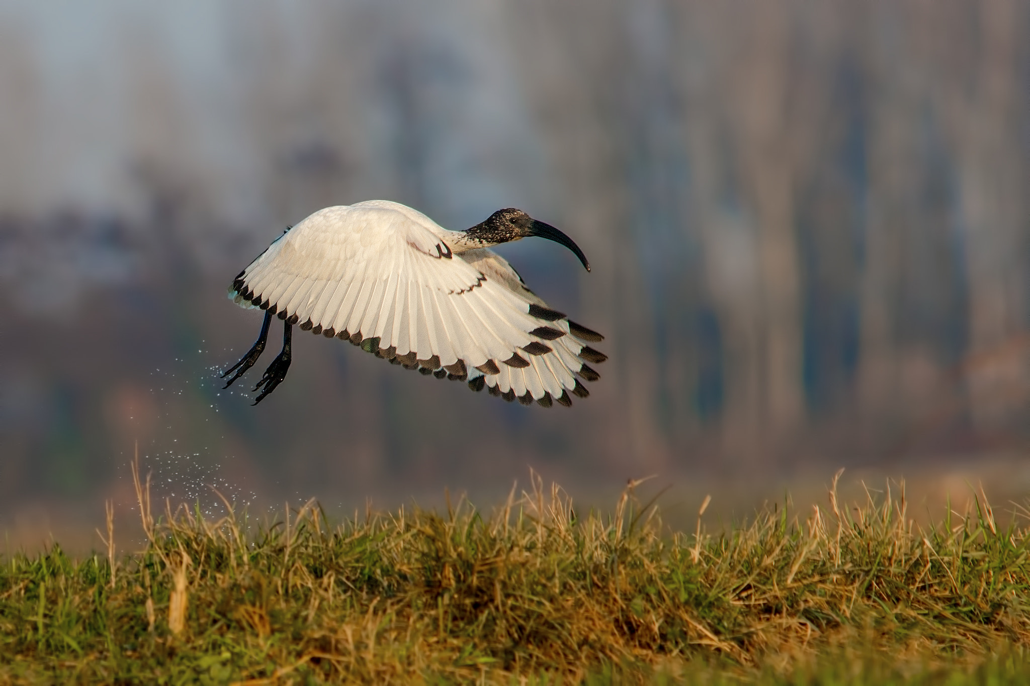 Canon EF 300mm F4L IS USM sample photo. Ibis sacro photography