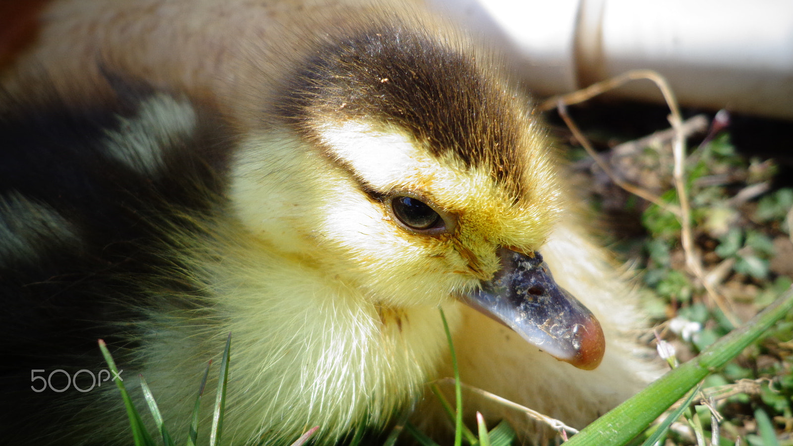 Sony DSC-W650 sample photo. Fuzzy ducklet photography