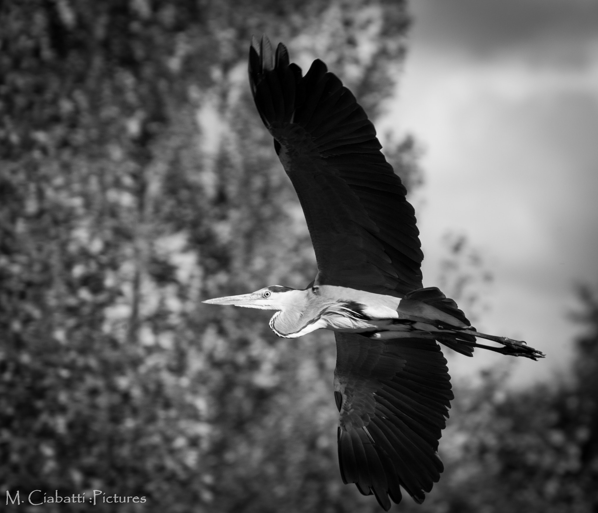 Canon EOS-1D Mark III sample photo. Cinerea ardea photography
