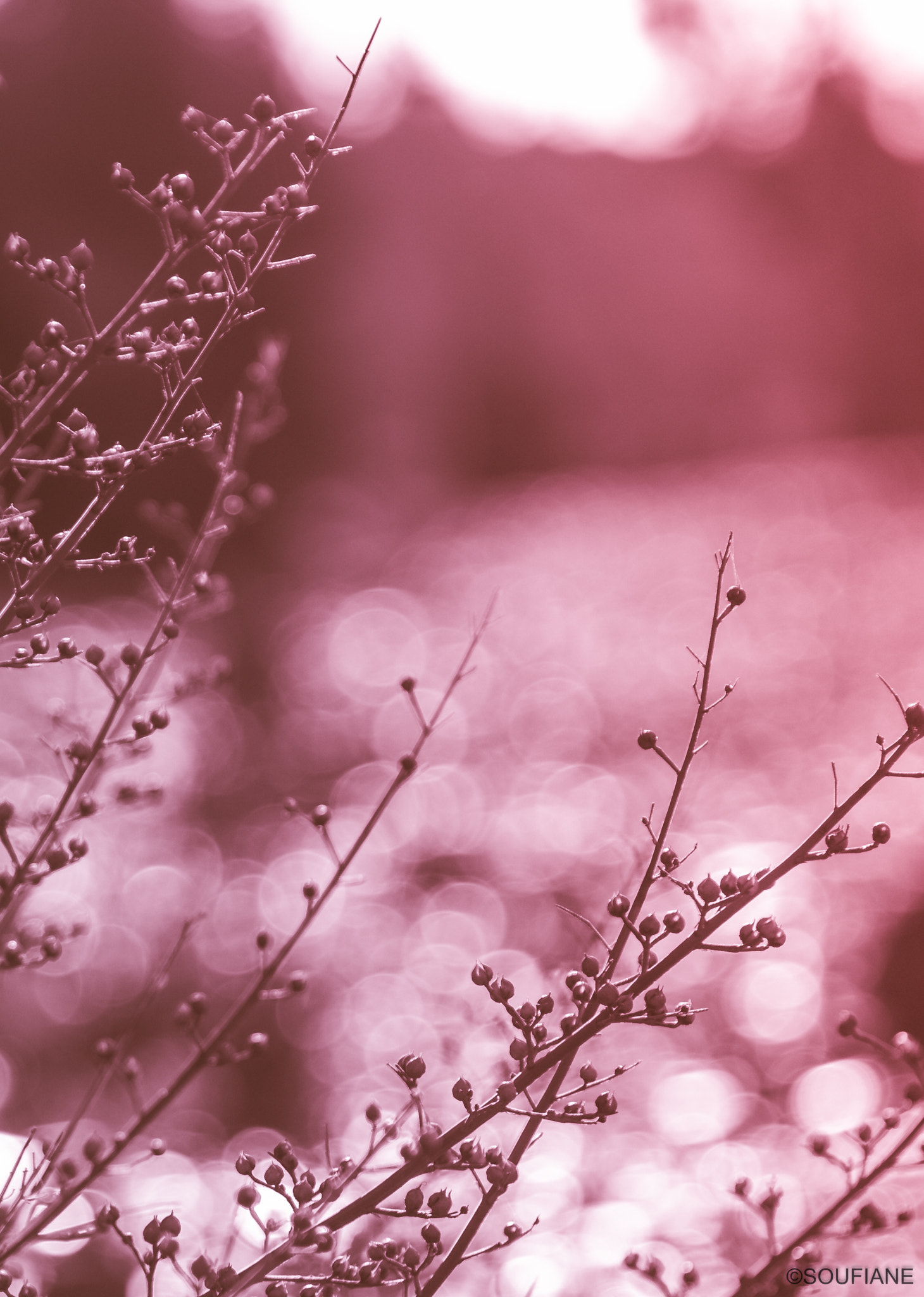 Canon EF 28-105mm f/3.5-4.5 USM sample photo. Pink rings photography