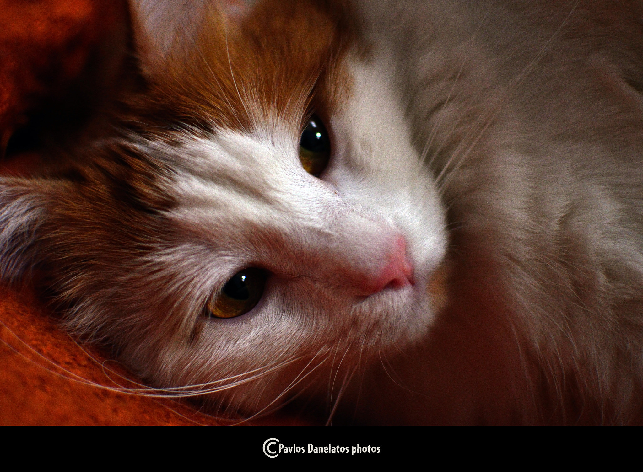 Nikon D7000 + Nikon AF Nikkor 24mm F2.8D sample photo. Sissy photography