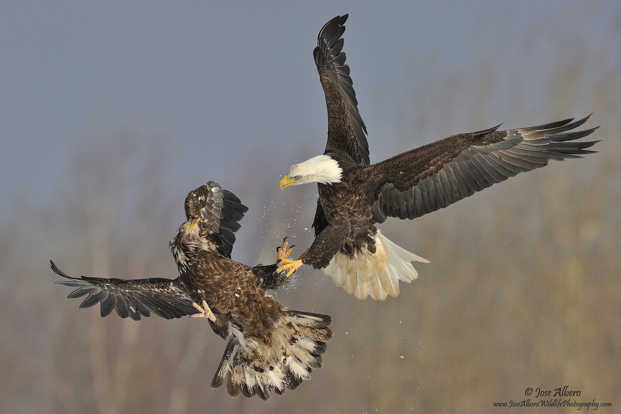 Nikon AF-S Nikkor 500mm F4D ED-IF II sample photo. Talon to talon photography