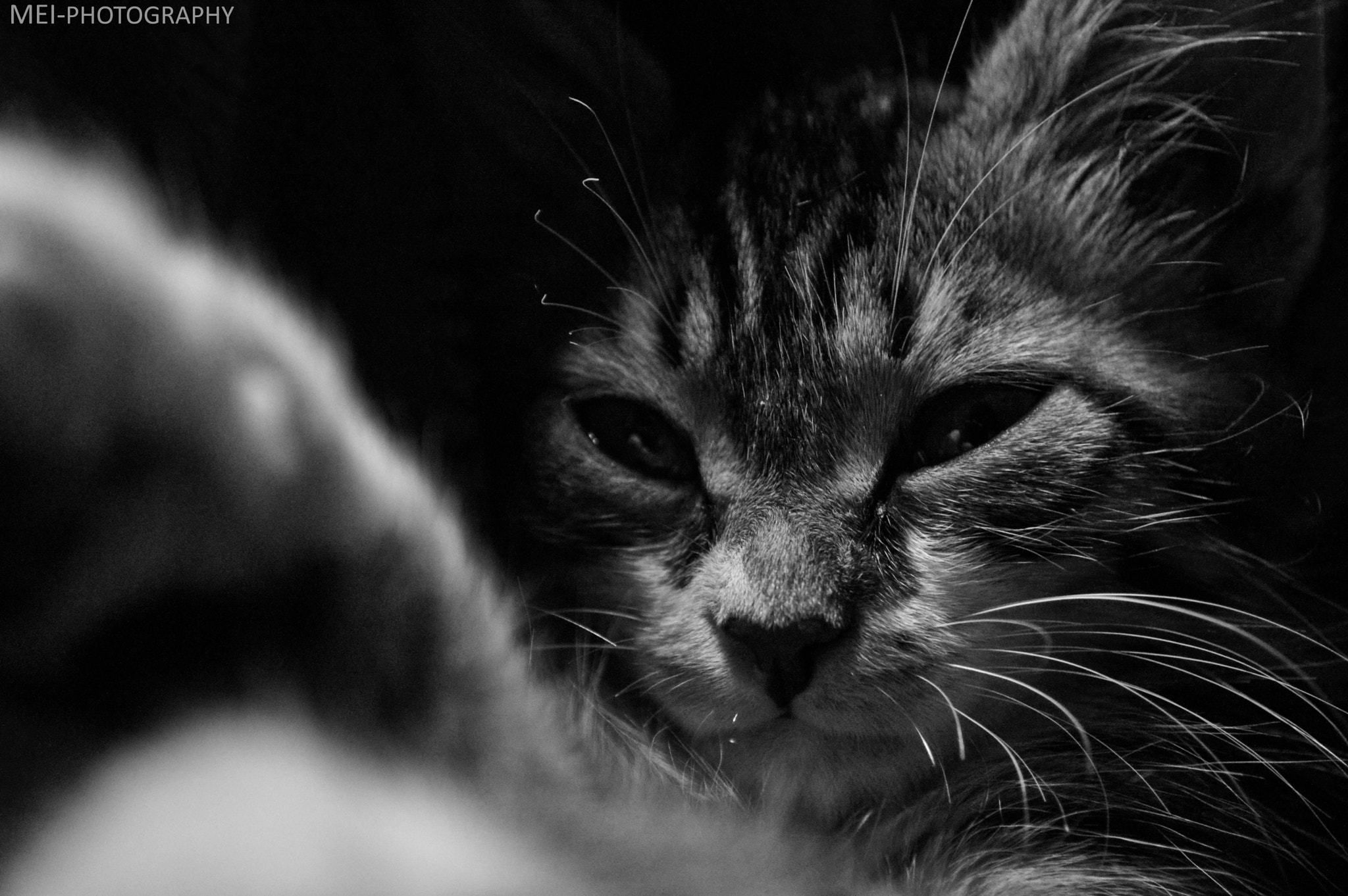 AF-S Zoom-Nikkor 80-200mm f/2.8D IF-ED sample photo. Cat face photography