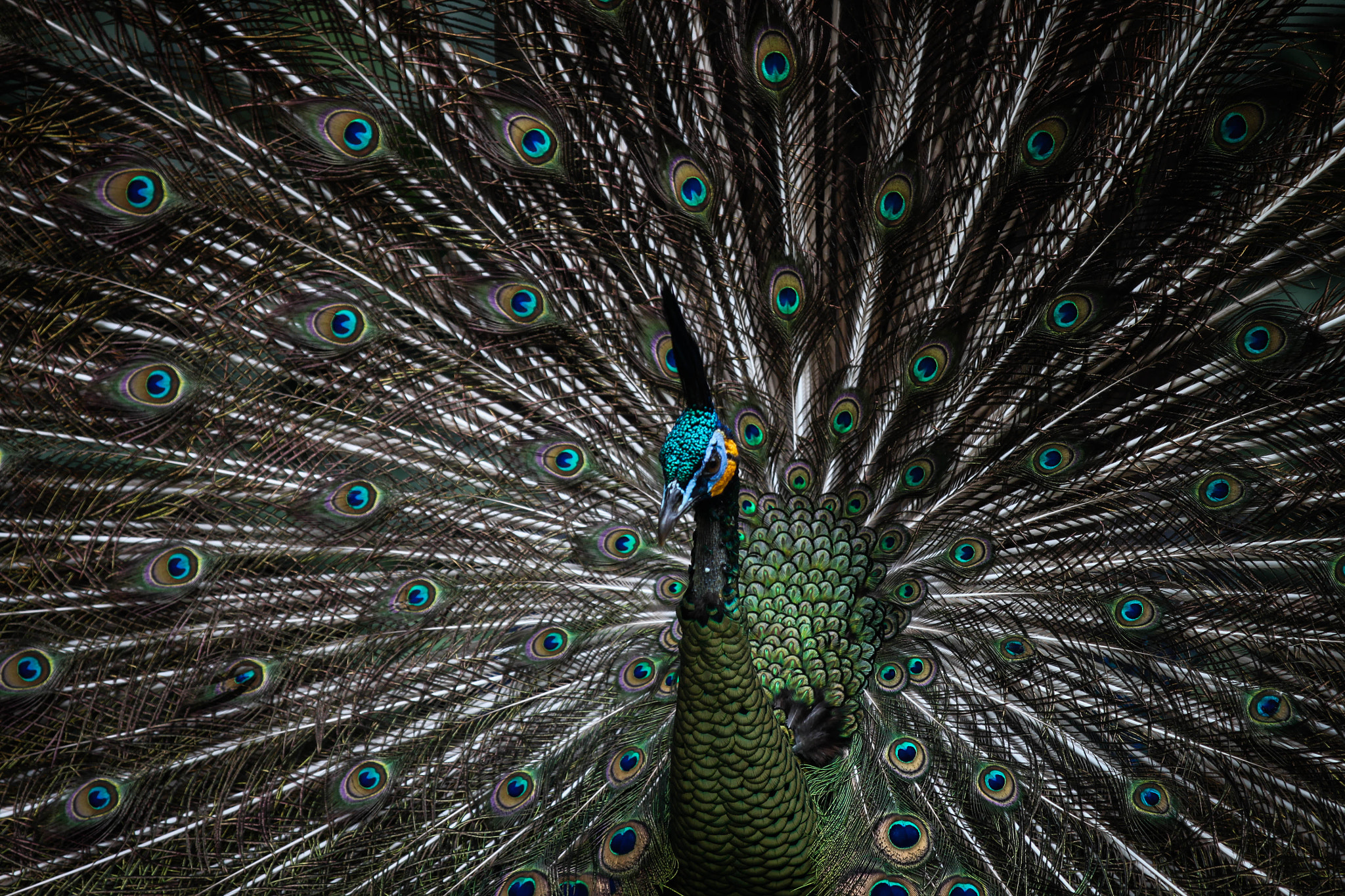 Canon EF 70-200mm F2.8L IS II USM sample photo. Peacock photography