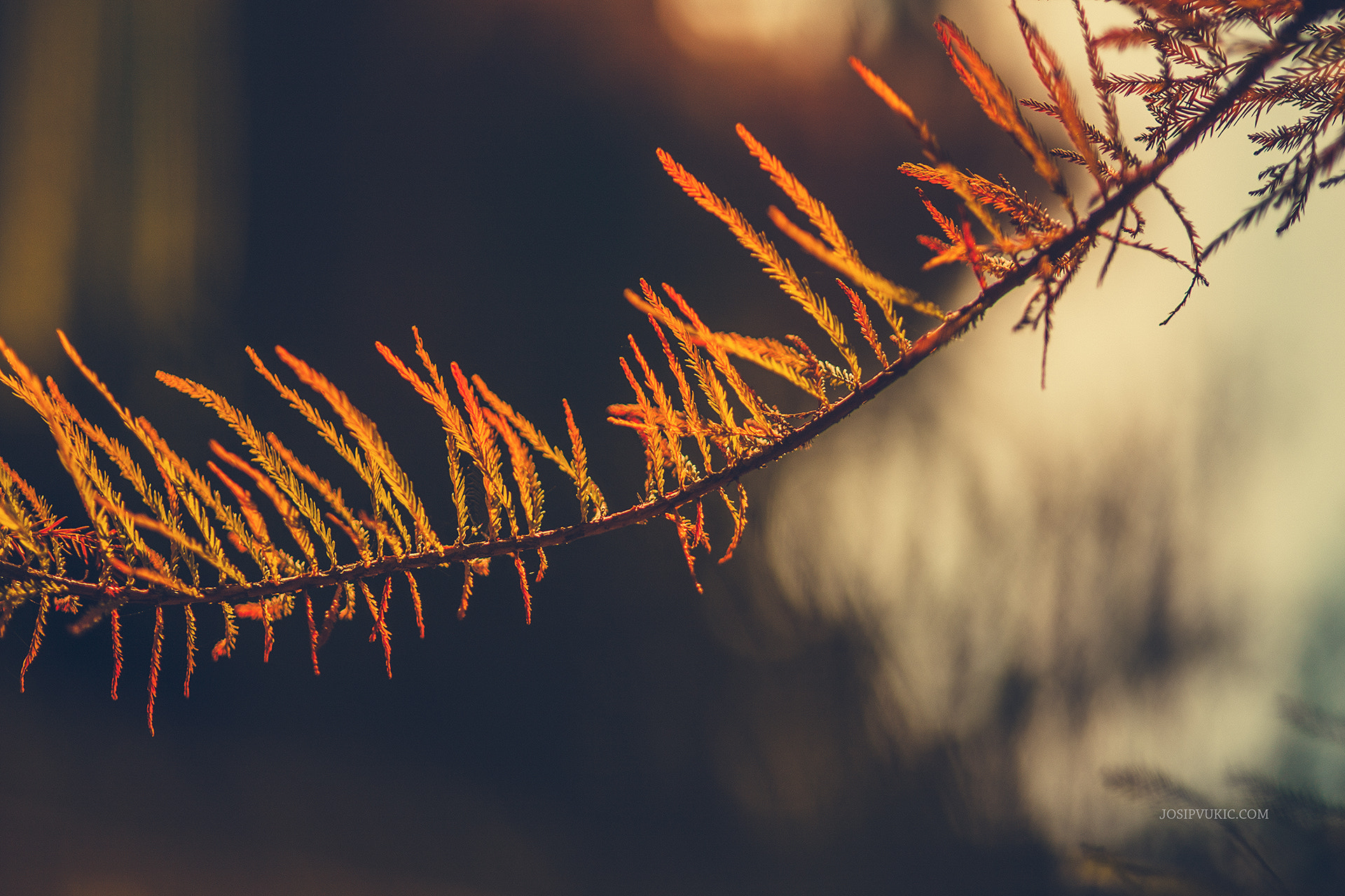 Sigma 85mm F1.4 EX DG HSM sample photo. Autumn photography
