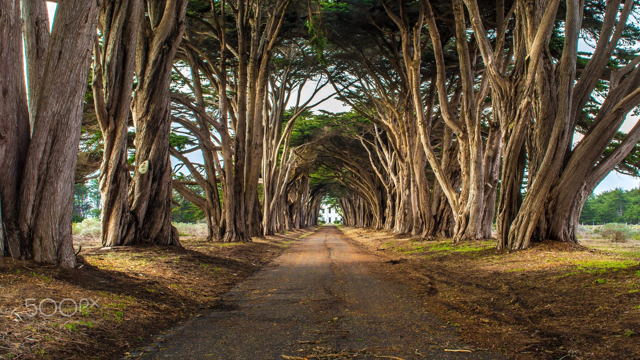 Tunnel of Trees