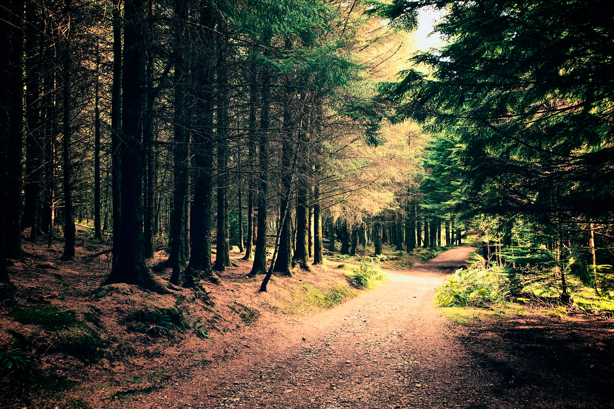 Canon EOS-1D Mark II N sample photo. An autumn walk photography