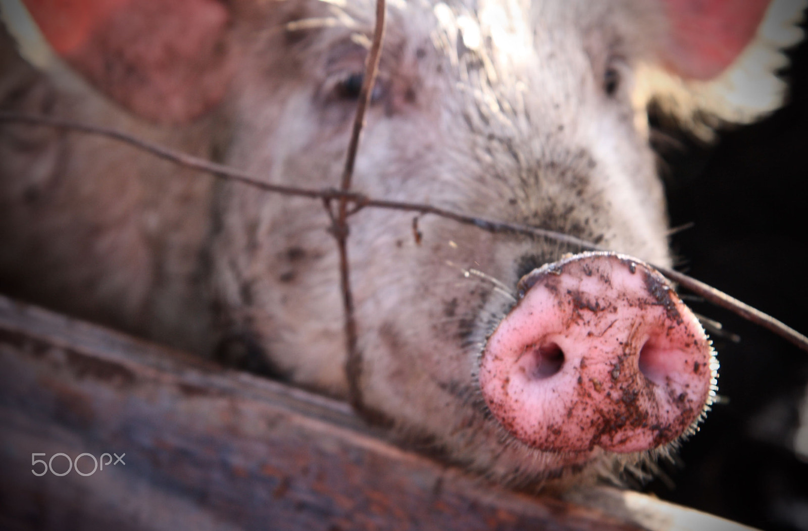 Canon EOS 450D (EOS Rebel XSi / EOS Kiss X2) sample photo. This little piggy... photography