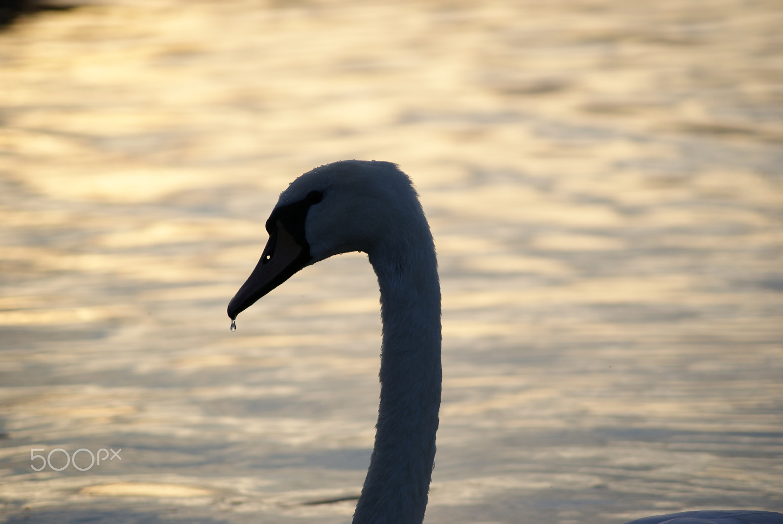 Sony Alpha DSLR-A230 sample photo. Swan photography