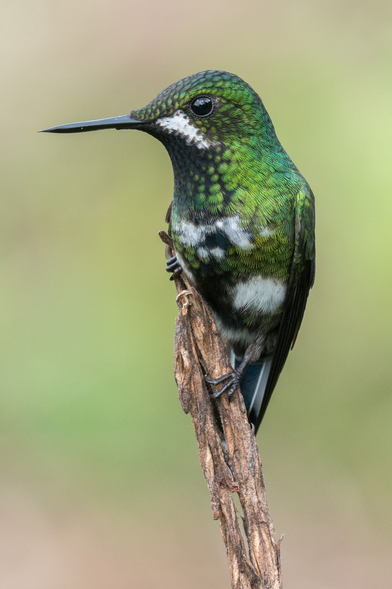 Sony 70-300mm F4.5-5.6 G SSM sample photo. Perched - costa rica photography