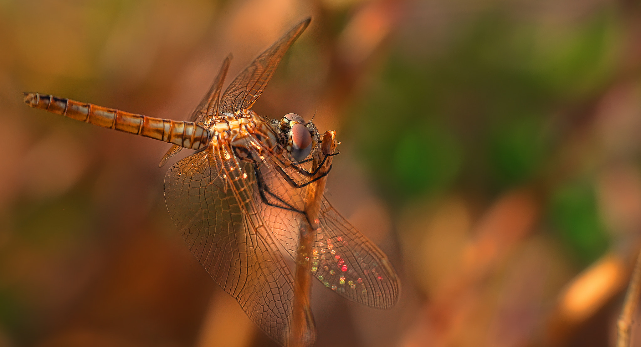 Dragonfly