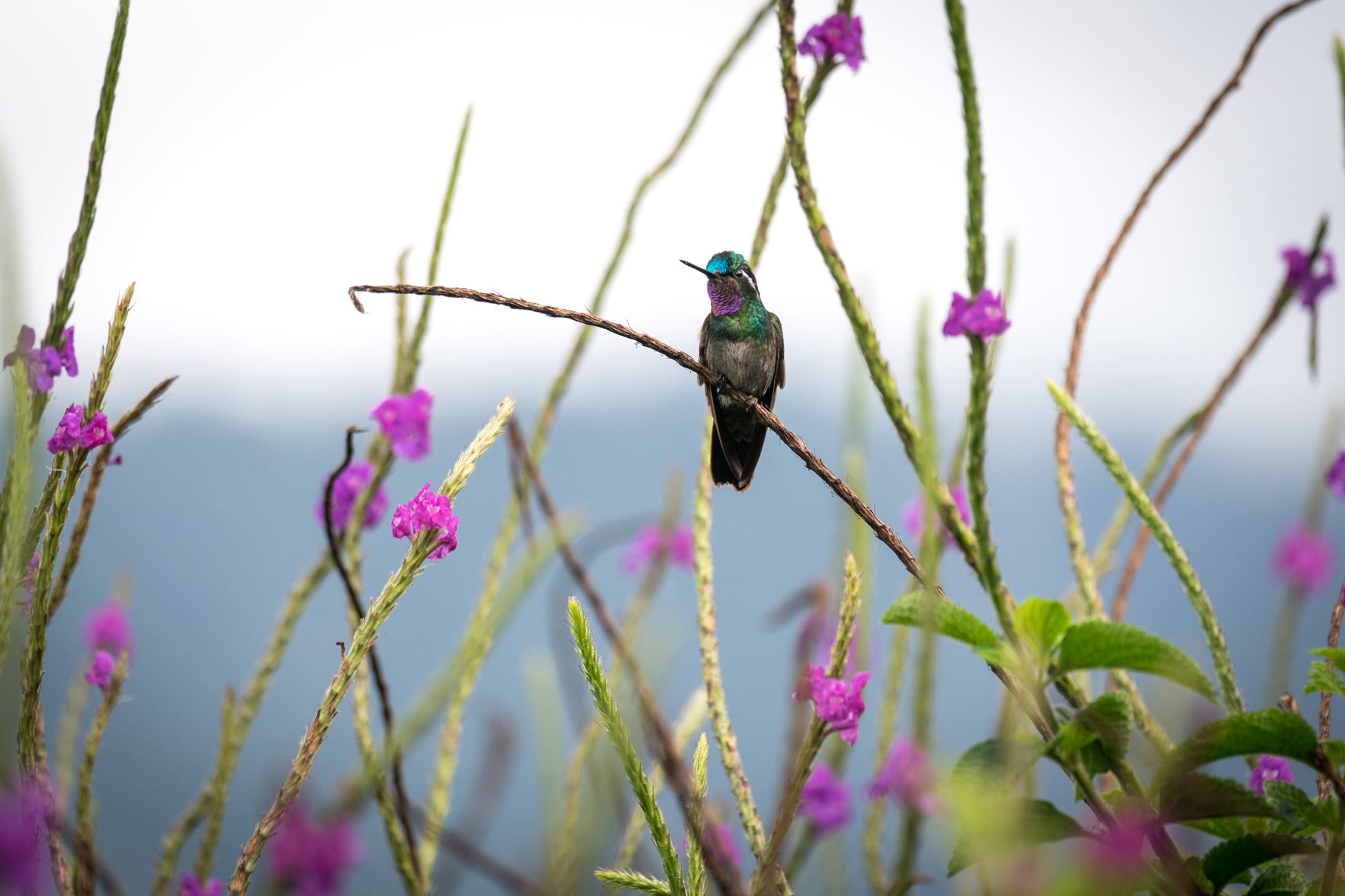 Sony 70-300mm F4.5-5.6 G SSM sample photo. Pretty as a flower - costa rica photography