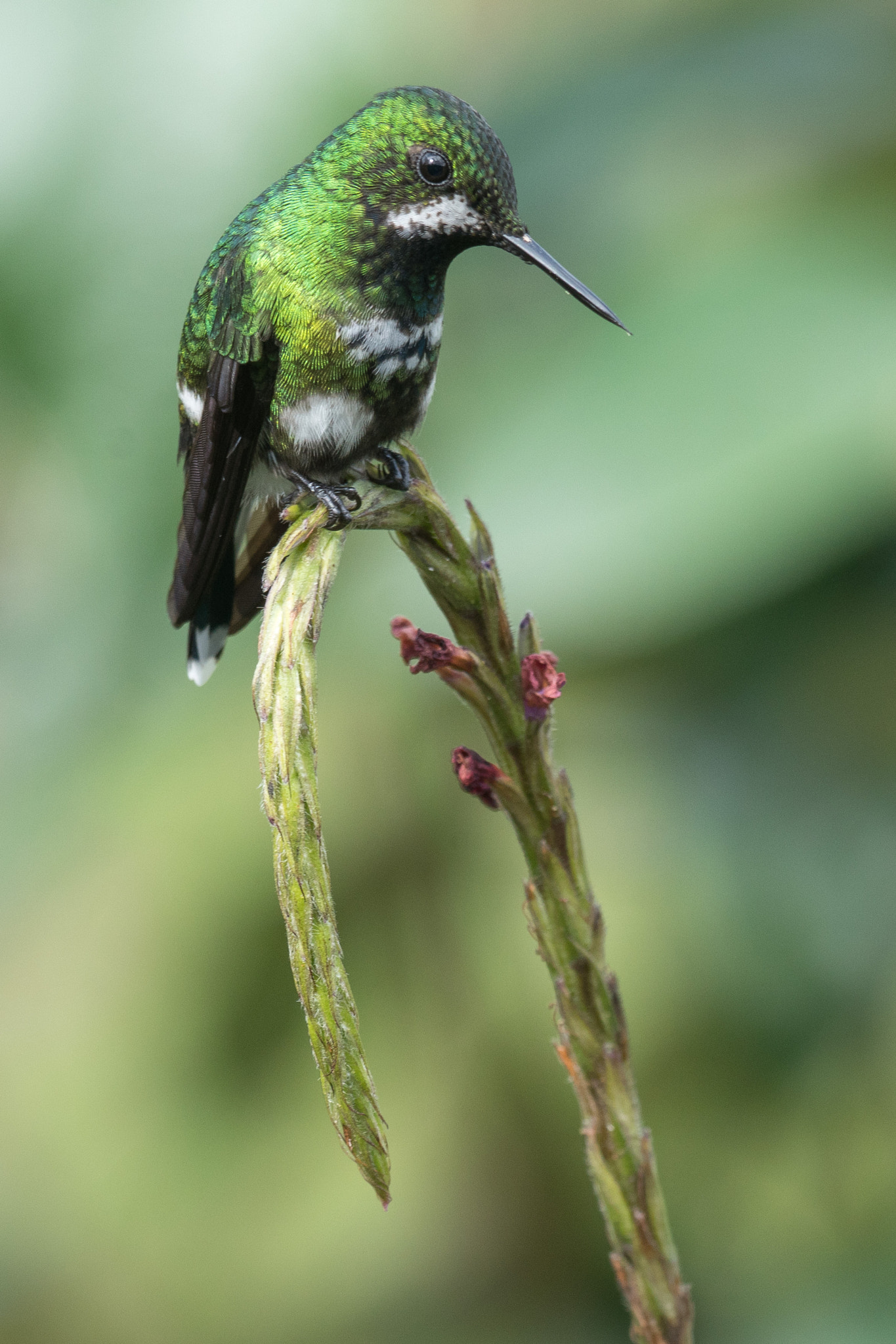 Sony 70-300mm F4.5-5.6 G SSM sample photo. Resting hummingbird - costa rica photography