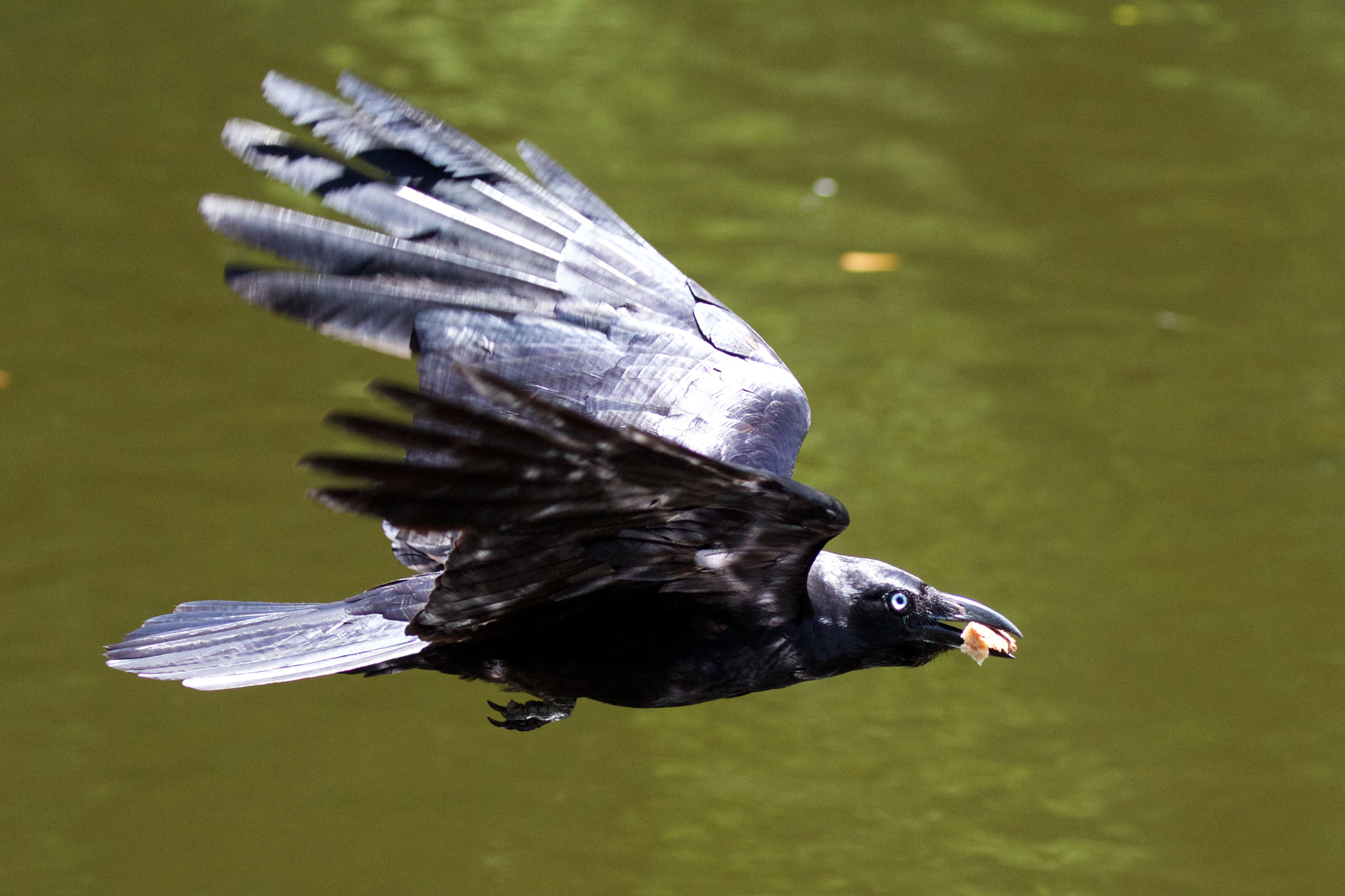Canon EF 100-400mm F4.5-5.6L IS II USM sample photo. Australian crow photography