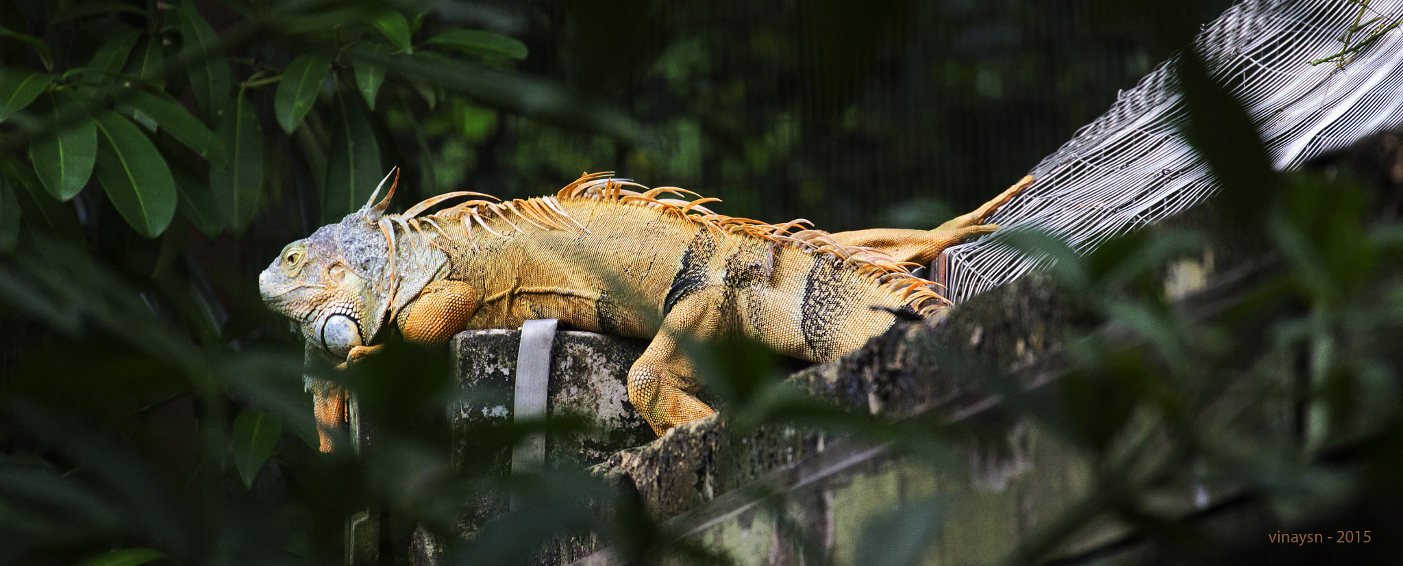Canon EF 70-300mm F4-5.6L IS USM sample photo. Iguana photography