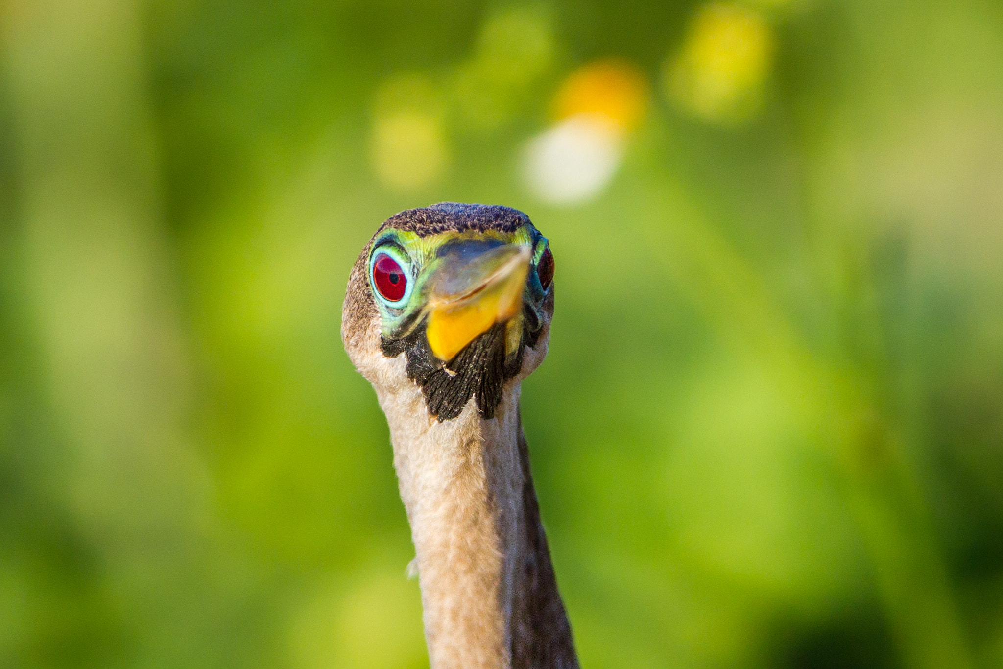 Canon EF 200-400mm F4L IS USM Extender 1.4x sample photo. Anhinga photography
