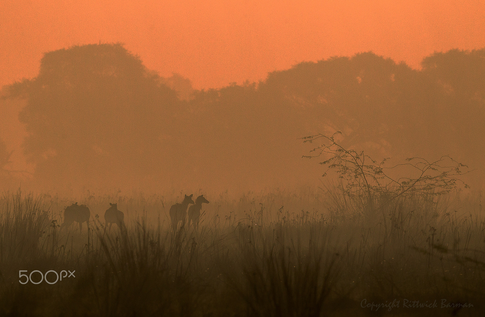 Canon EOS-1D Mark IV + Canon EF 500mm F4L IS II USM sample photo. Misty morning in bharatpur photography