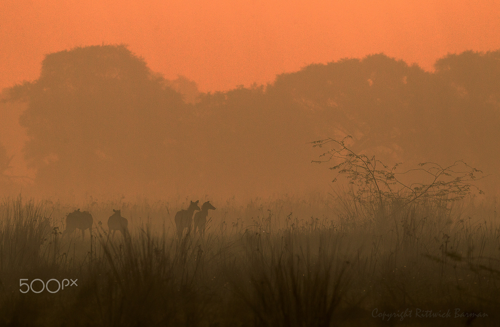 Canon EF 500mm F4L IS II USM sample photo. Misty morning in bharatpur photography
