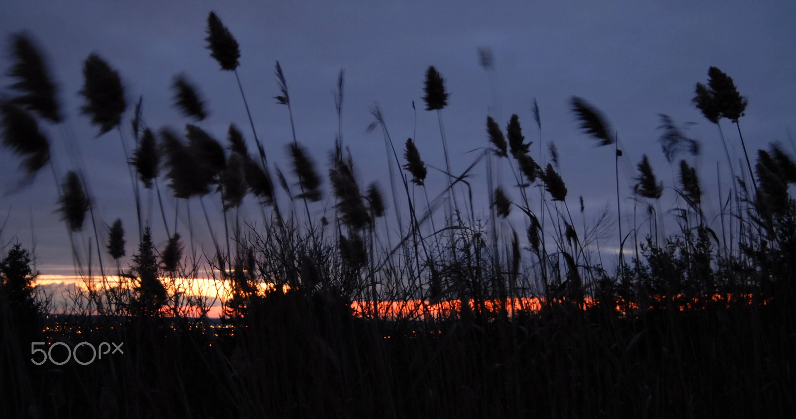 Nikon D200 sample photo. Bull rushes at sunrise over milton ontario photography