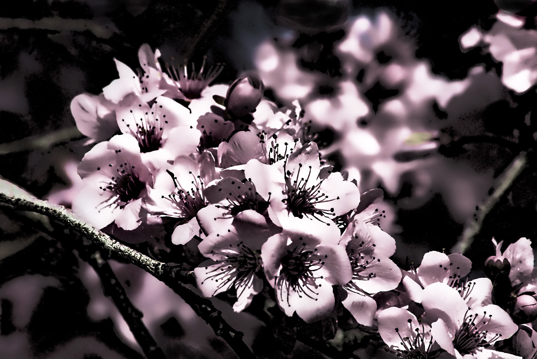 Pentax K200D sample photo. Flowering plum photography