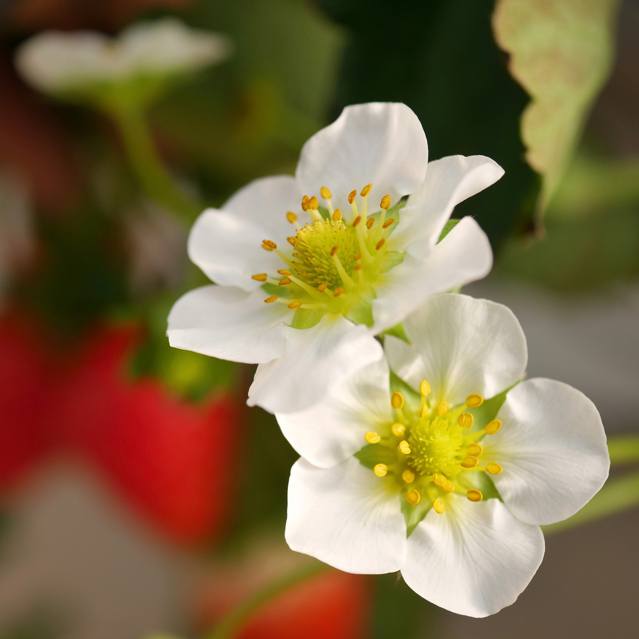 Panasonic Lumix G Macro 30mm F2.8 ASPH Mega OIS sample photo. Strawberry photography