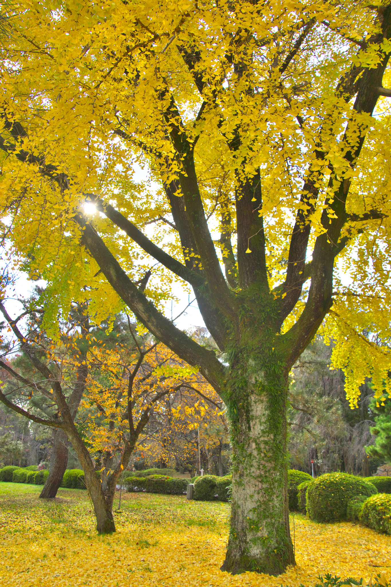 Sony SLT-A65 (SLT-A65V) + DT 18-270mm F3.5-6.3 sample photo. Dsco photography