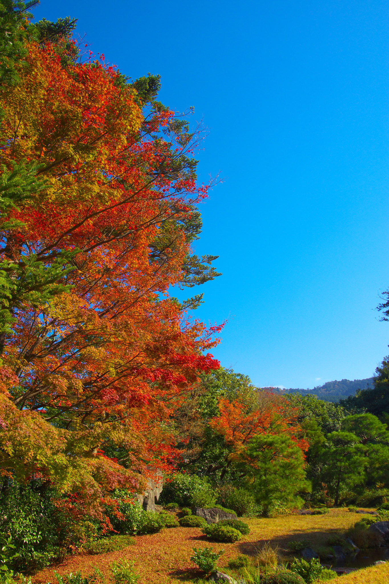 Sony SLT-A65 (SLT-A65V) + DT 18-270mm F3.5-6.3 sample photo. Murinan kyoto o photography