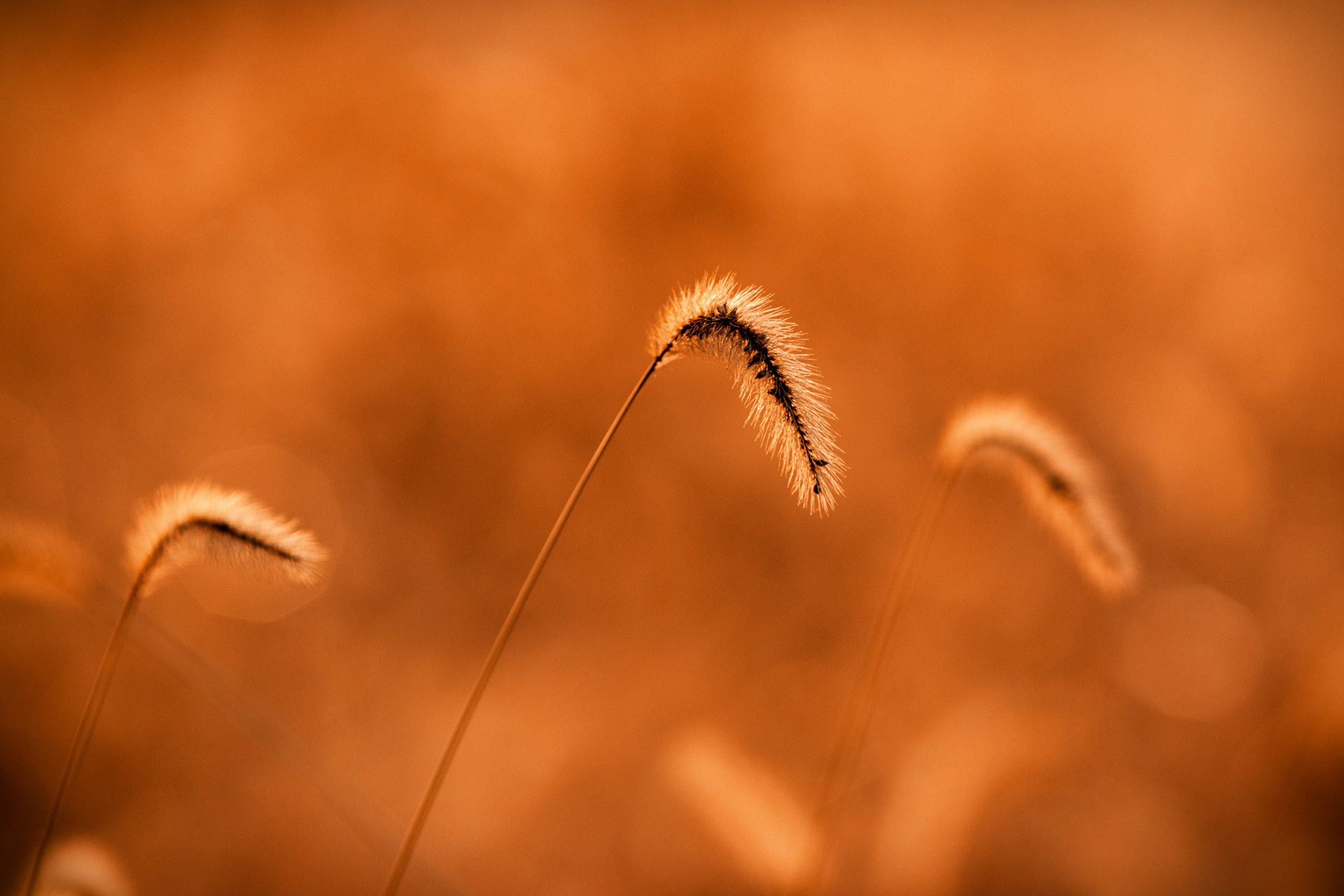Sony Alpha DSLR-A900 + Minolta AF 200mm F2.8 HS-APO G sample photo. Setaria viridis photography