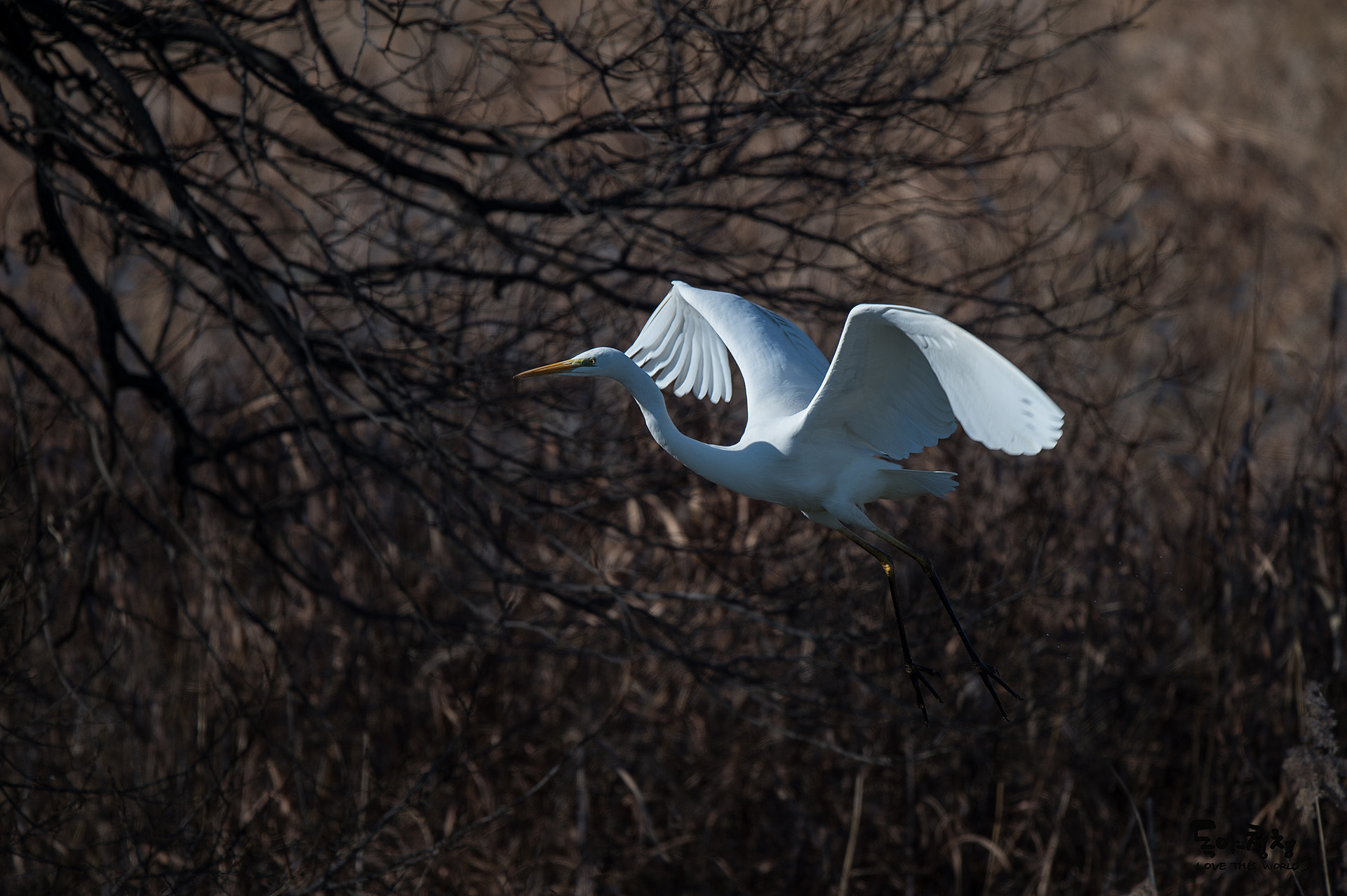 Nikon D4S sample photo. Large egret photography