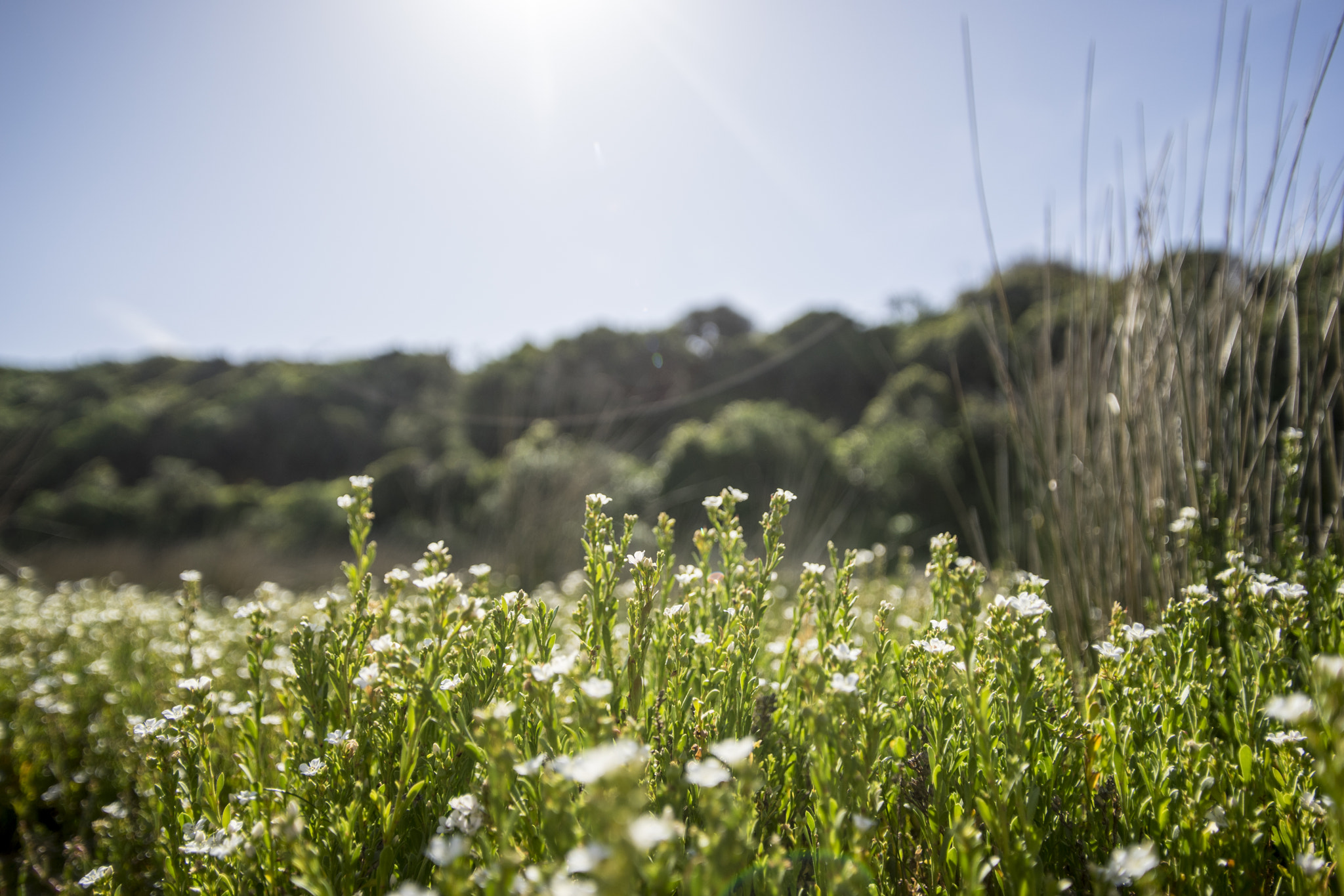 Minolta AF 17-35mm F2.8-4 (D) sample photo. Nature photography