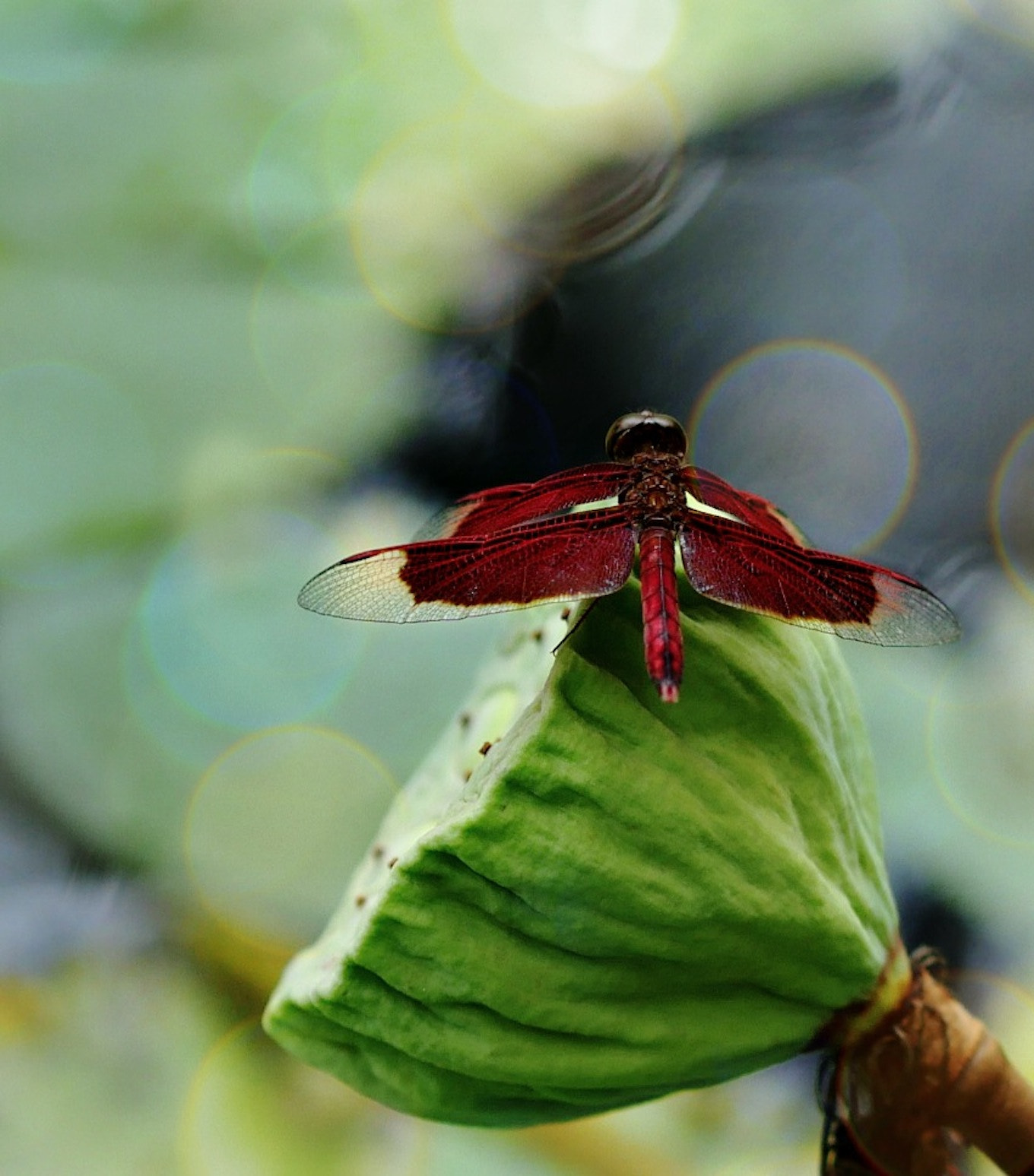 Panasonic Lumix DMC-GH4 + Olympus M.Zuiko Digital ED 75mm F1.8 sample photo. In the lillypond 1 photography