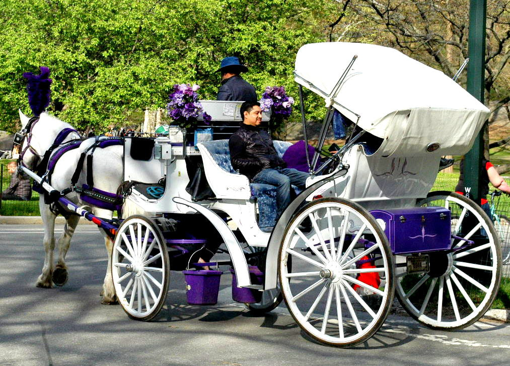 Nikon D100 + Nikon AF-S DX Nikkor 18-55mm F3.5-5.6G VR sample photo. Horse and carriage in central park, new york city photography