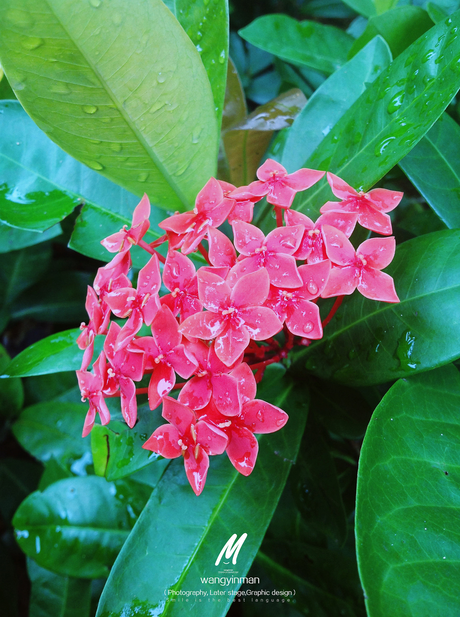 iPad back camera 4.28mm f/2.4 sample photo. Don't know what flower is called just feel very beautiful. photography