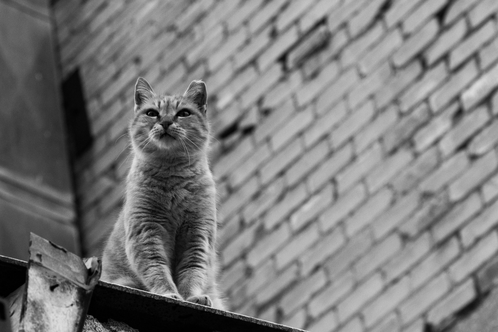 Canon EOS 550D (EOS Rebel T2i / EOS Kiss X4) + Canon EF 100mm F2.8 Macro USM sample photo. Street rat photography