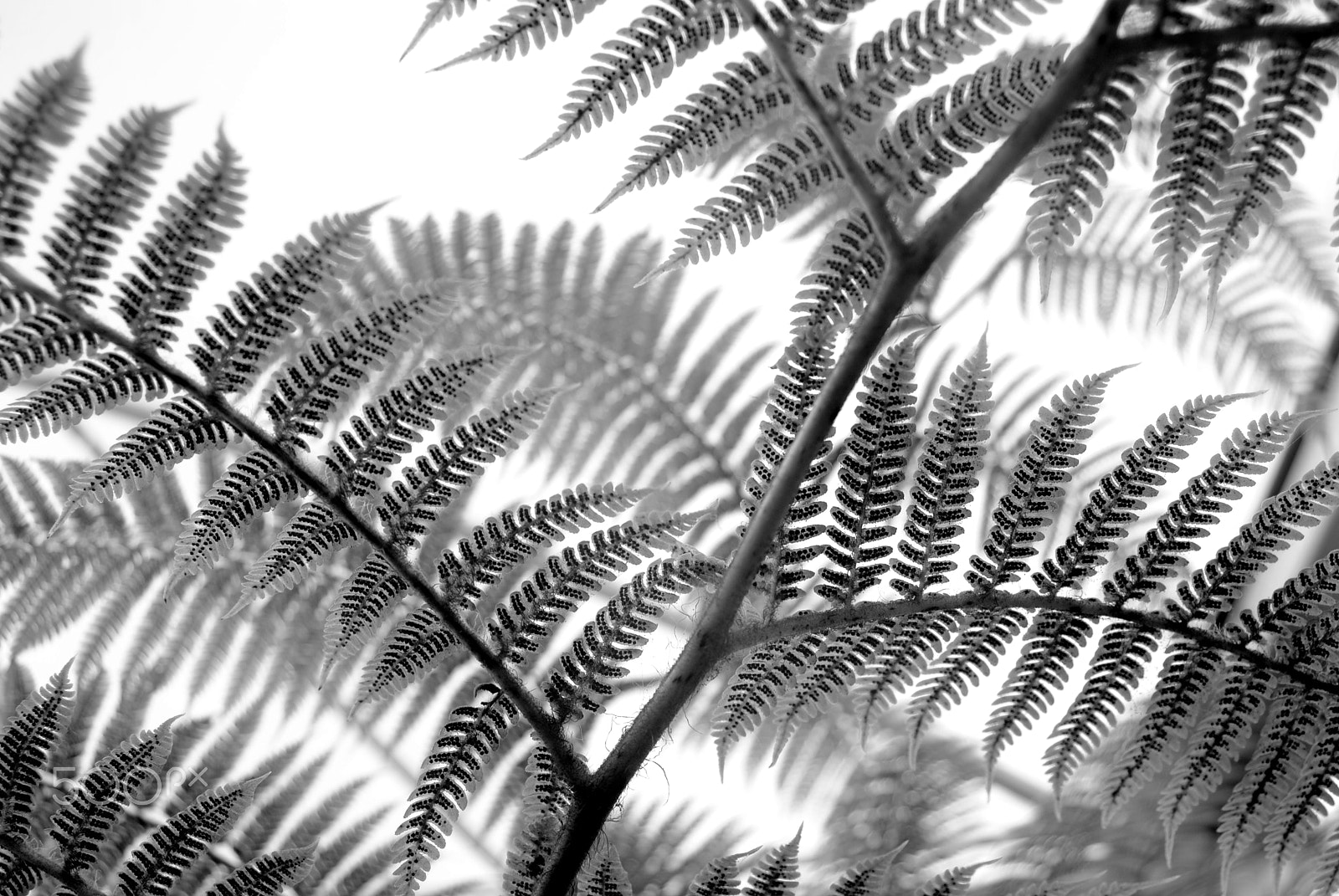 Sigma 28-90mm F3.5-5.6 Macro sample photo. Tree fern frond photography